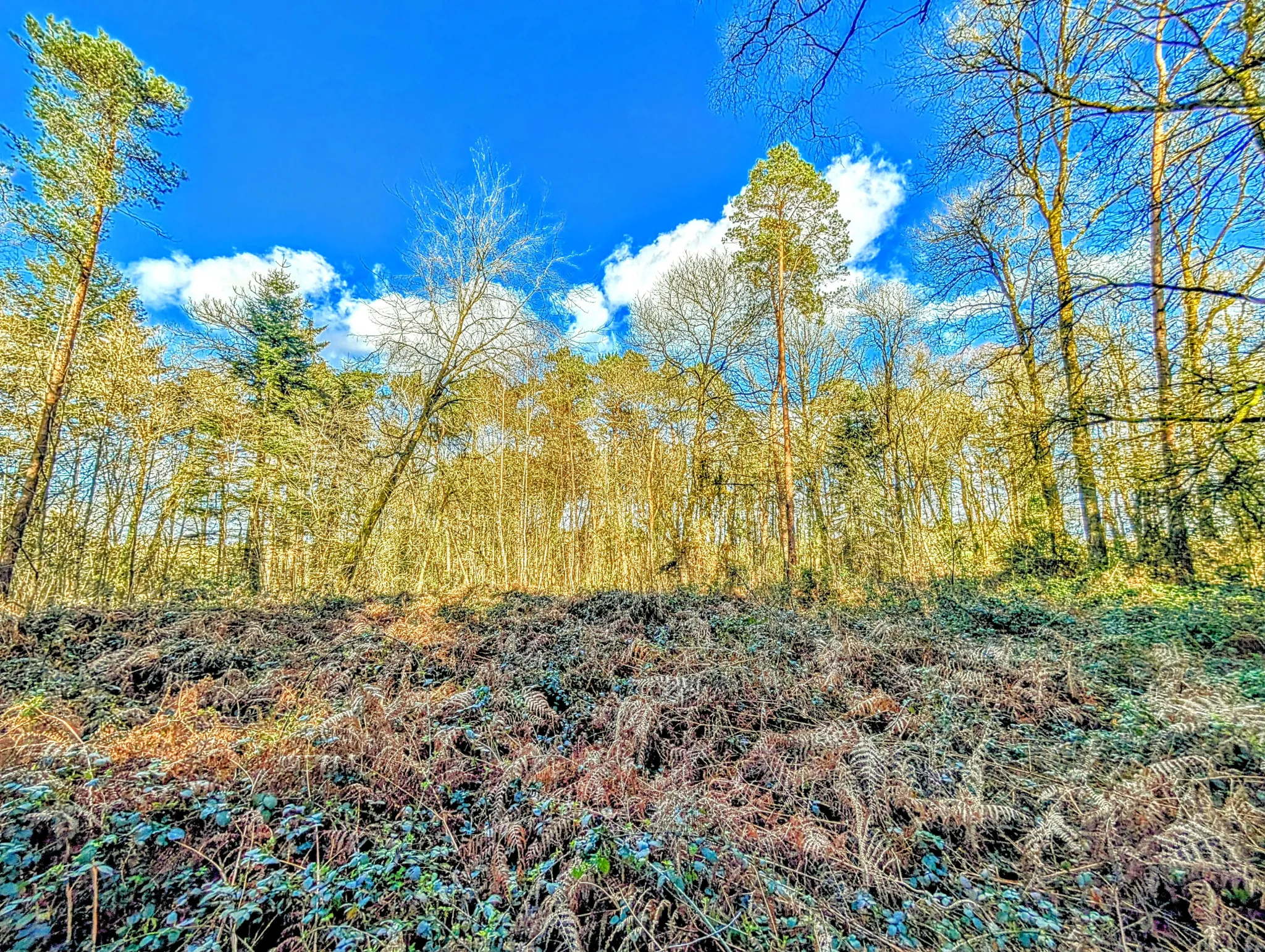 Terrain boisé non constructible de 6471 m² à vendre à Beignon en Brocéliande 