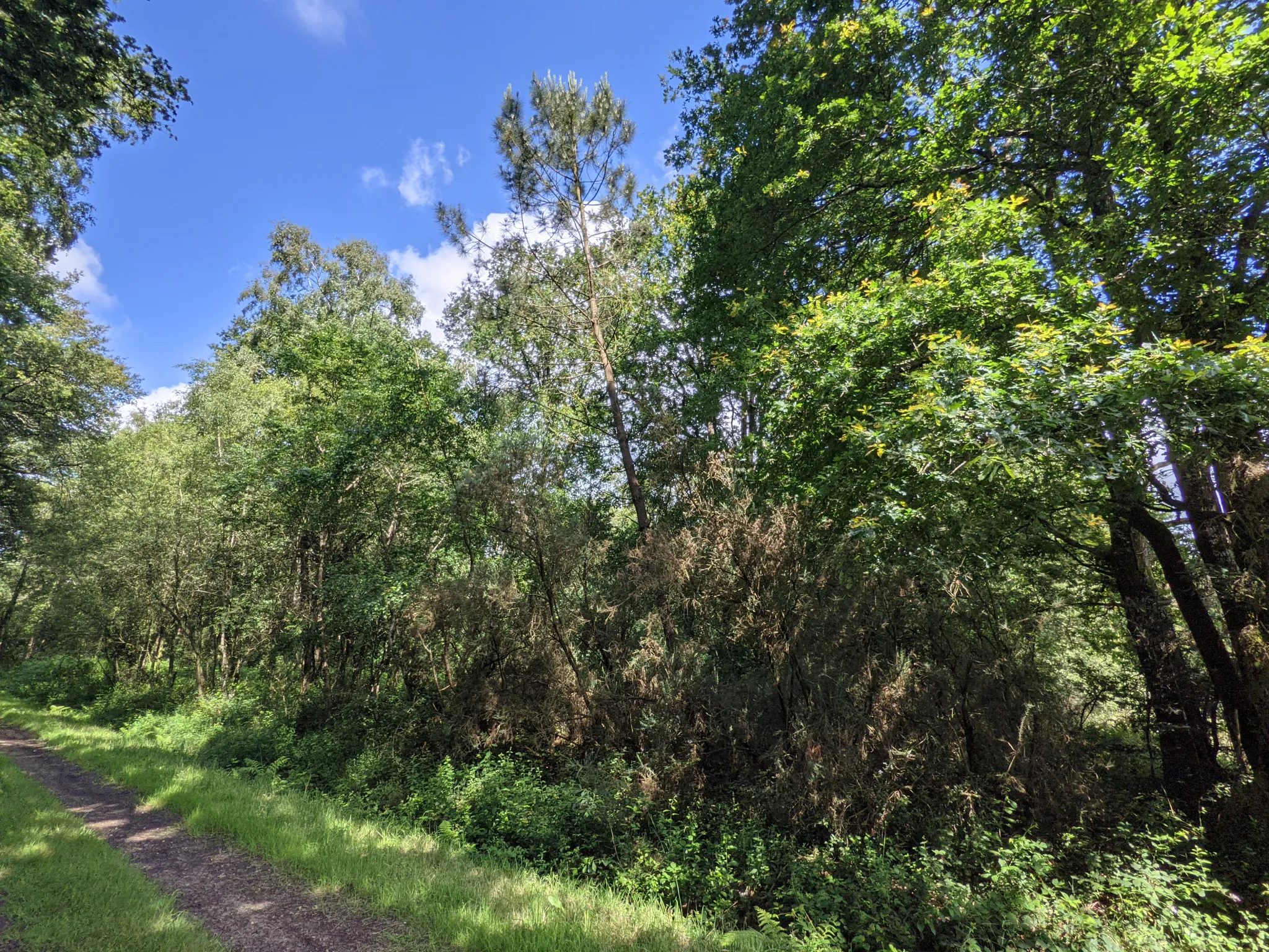 Terrain boisé non constructible de 6471 m² à vendre à Beignon en Brocéliande 