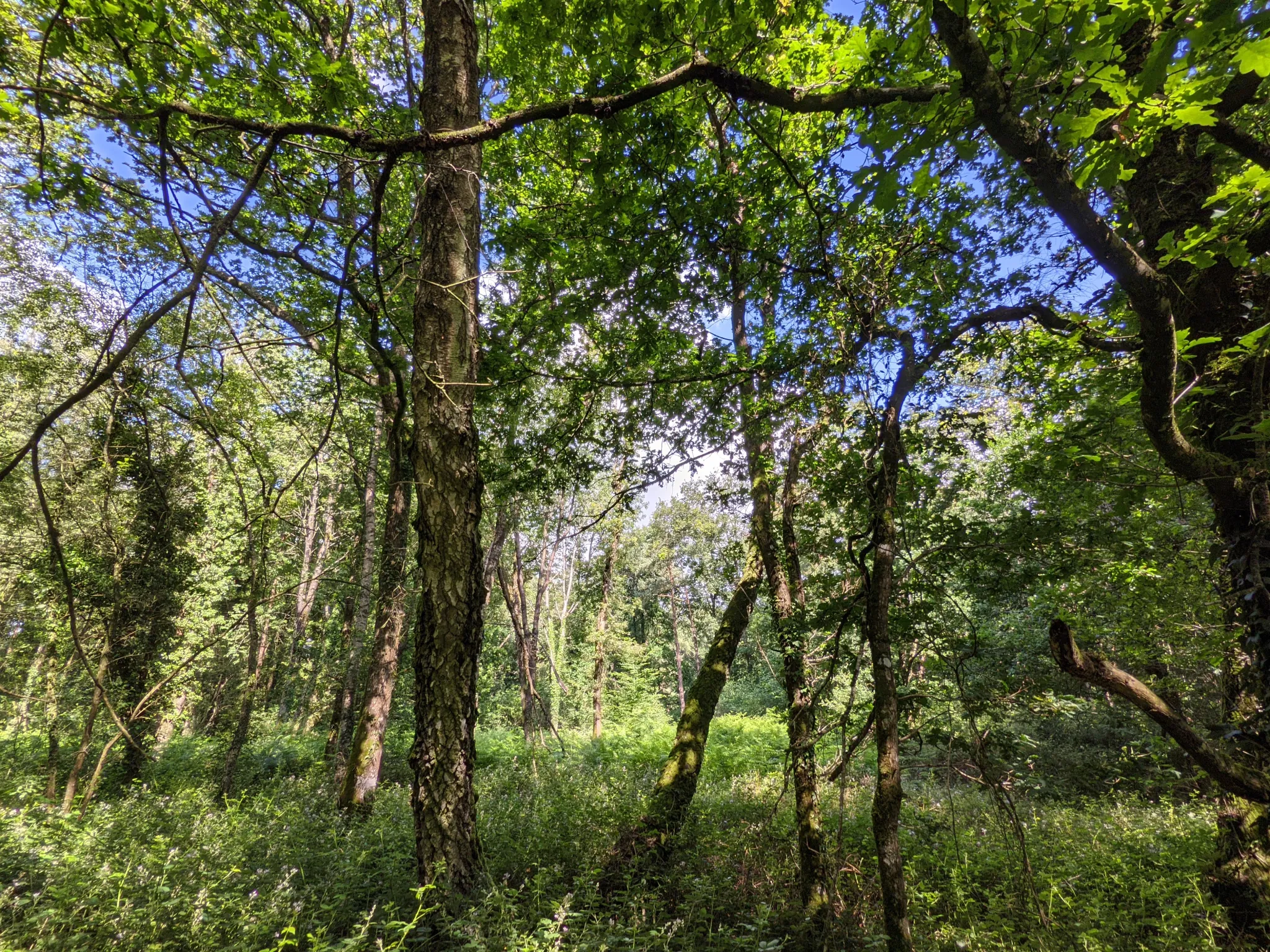 Terrain boisé non constructible de 6471 m² à vendre à Beignon en Brocéliande 