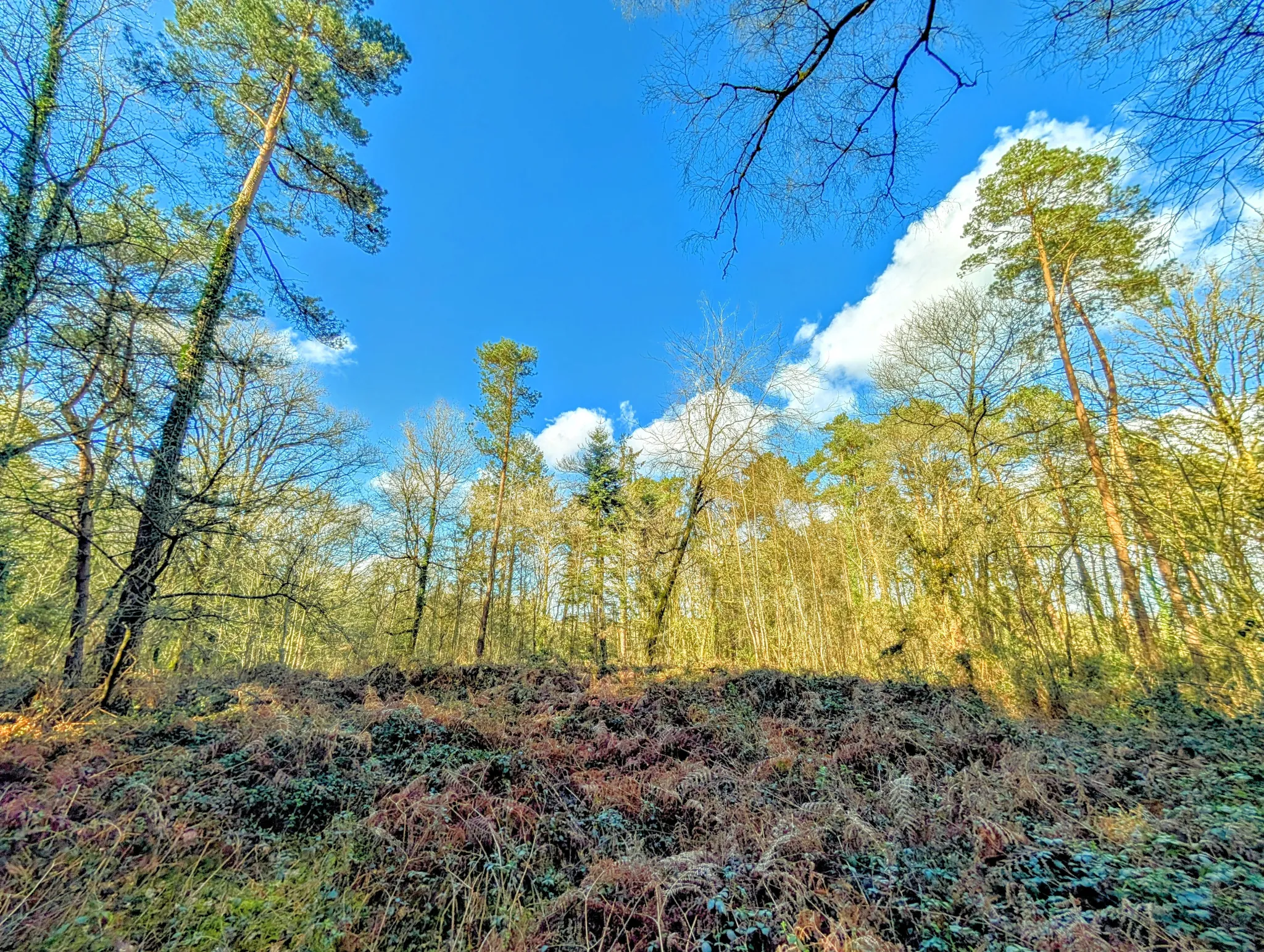 Terrain boisé non constructible de 6471 m² à vendre à Beignon en Brocéliande 