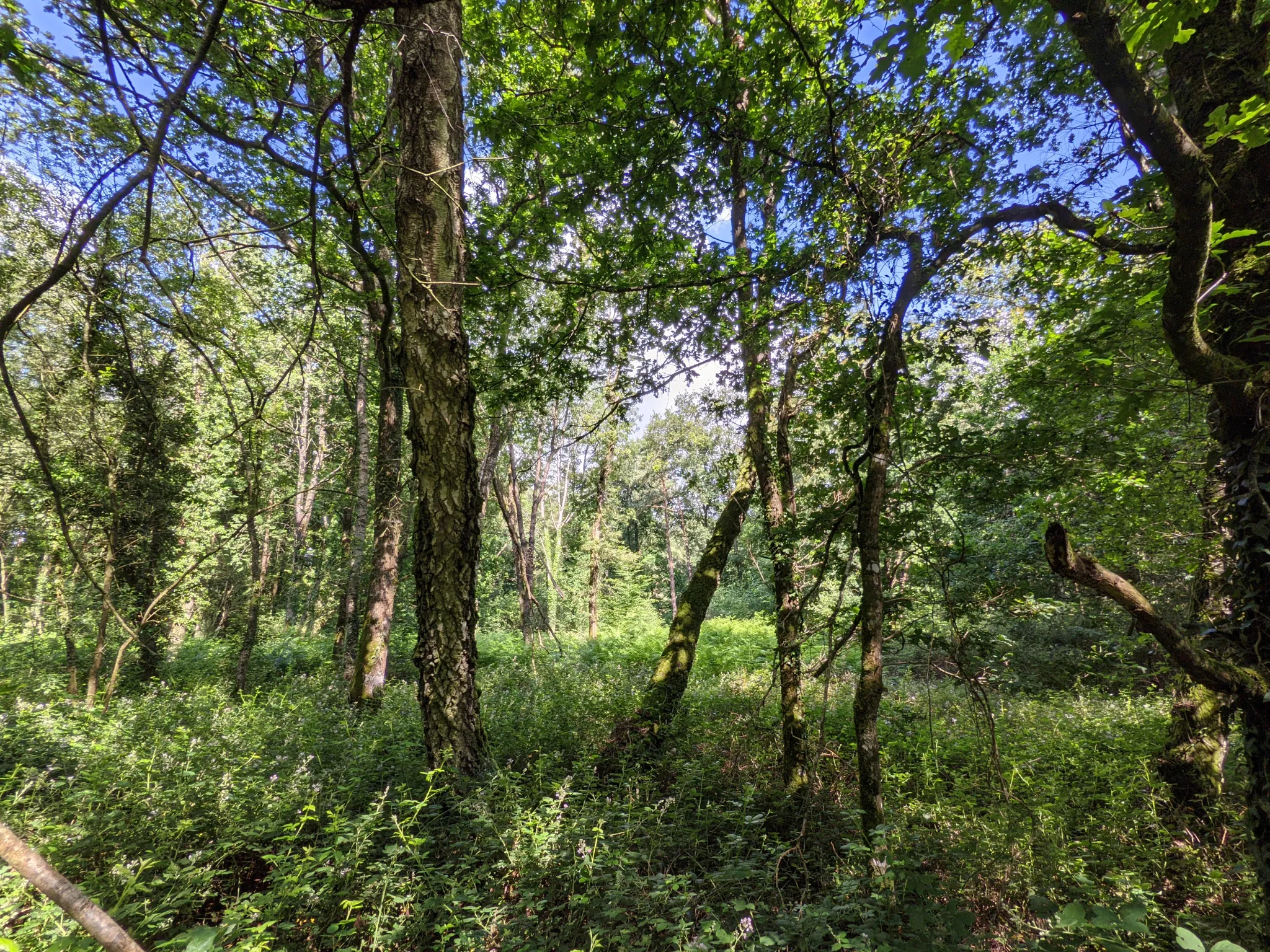 Terrain boisé non constructible de 6471 m² à vendre à Beignon en Brocéliande 