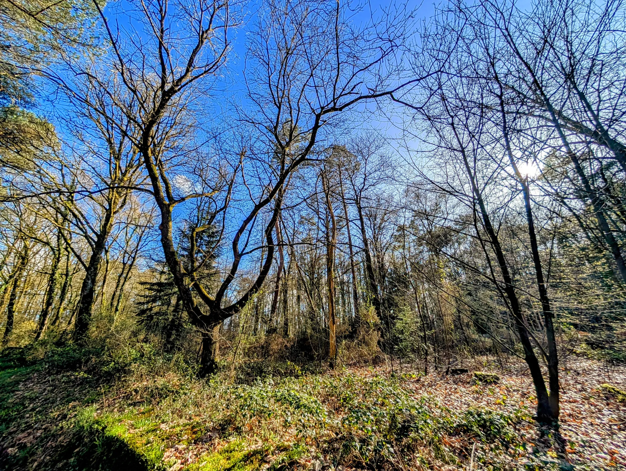 Terrain boisé non constructible de 6471 m² à vendre à Beignon en Brocéliande 