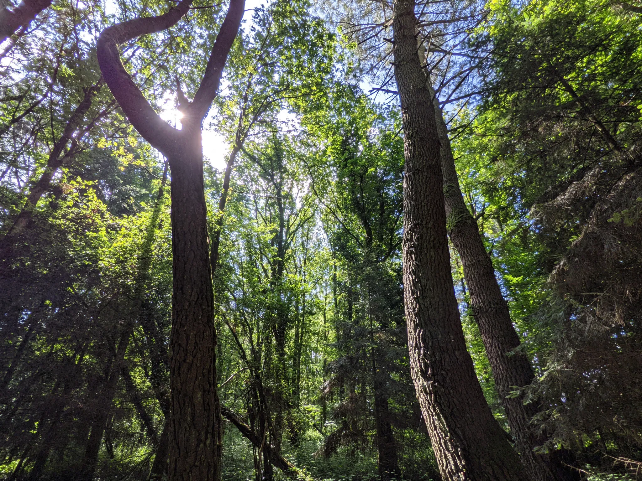Terrain boisé non constructible de 6471 m² à vendre à Beignon en Brocéliande 