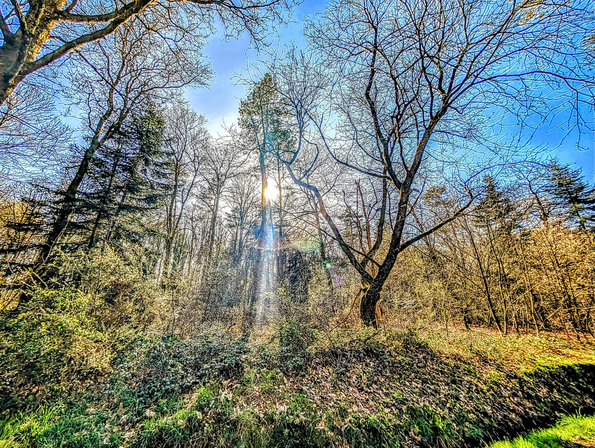 Terrain boisé non constructible de 6471 m² à vendre à Beignon en Brocéliande 