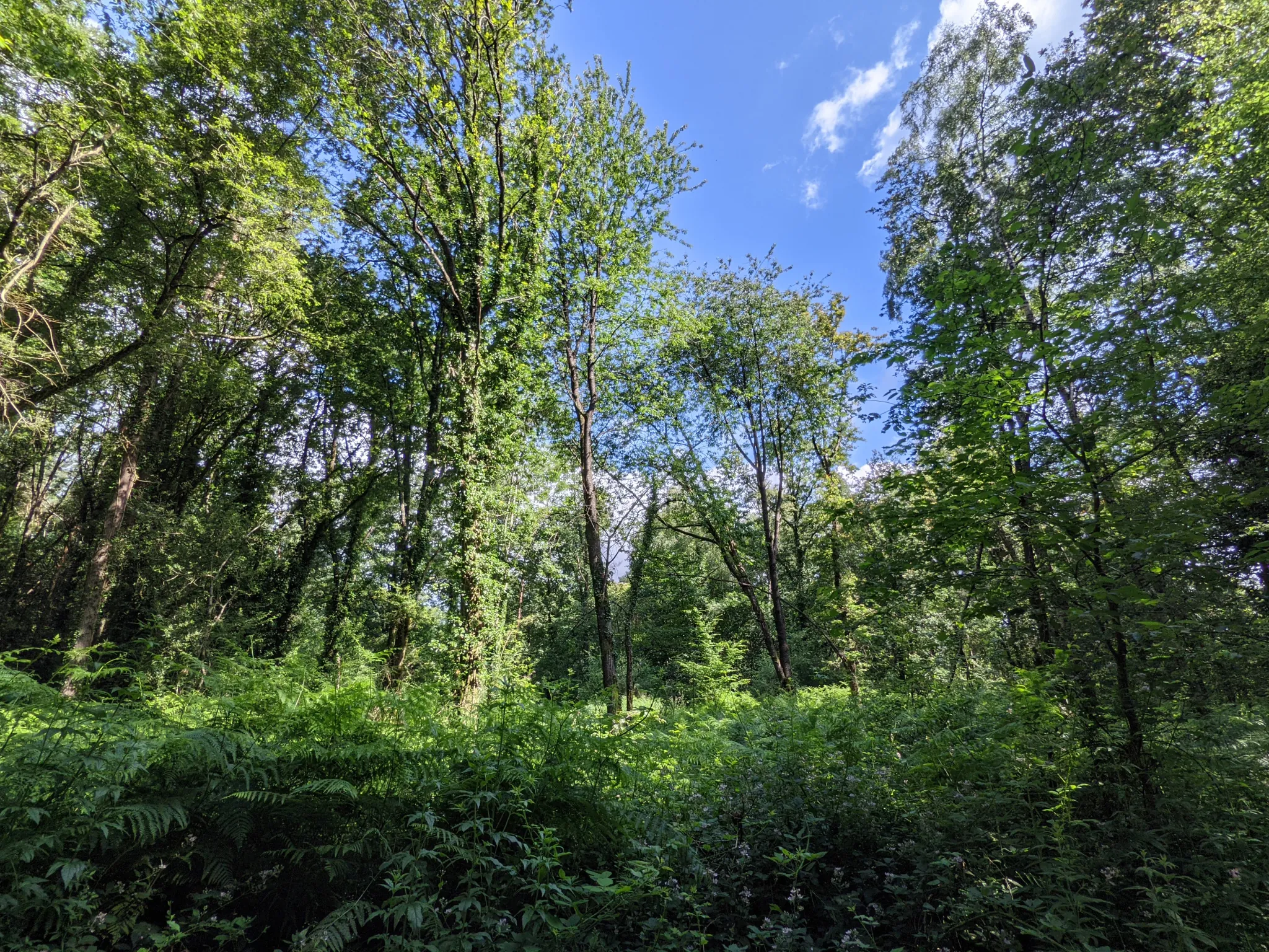 Terrain boisé non constructible de 6471 m² à vendre à Beignon en Brocéliande 