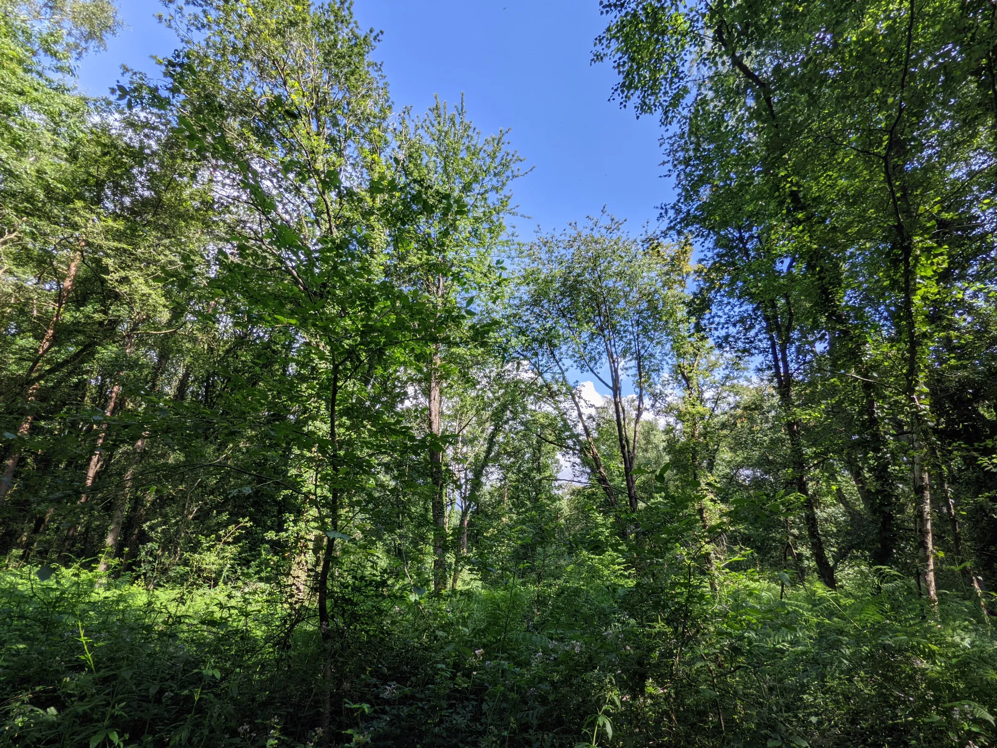 Terrain boisé non constructible de 6471 m² à vendre à Beignon en Brocéliande 