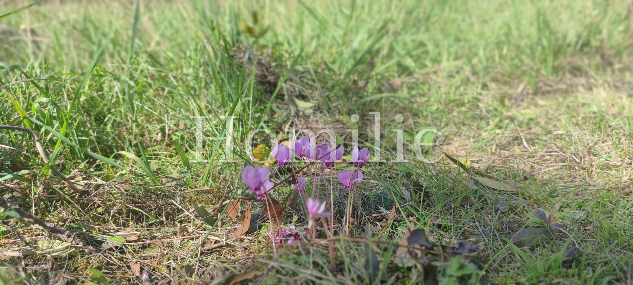 Terrain constructible de 1 530 m² à La Croix-en-Touraine, proche Amboise 