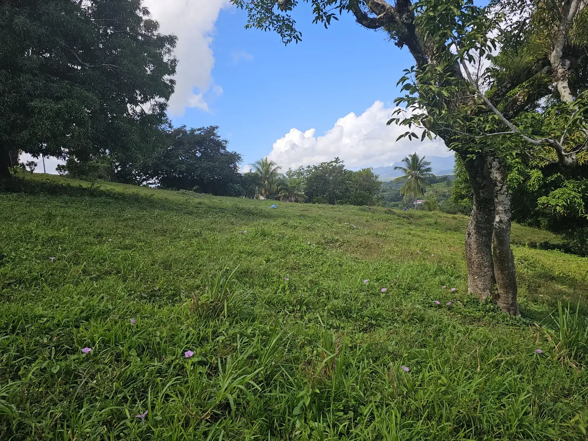 Terrain à bâtir en pente douce de 2209 m² au ROBERT à vendre 