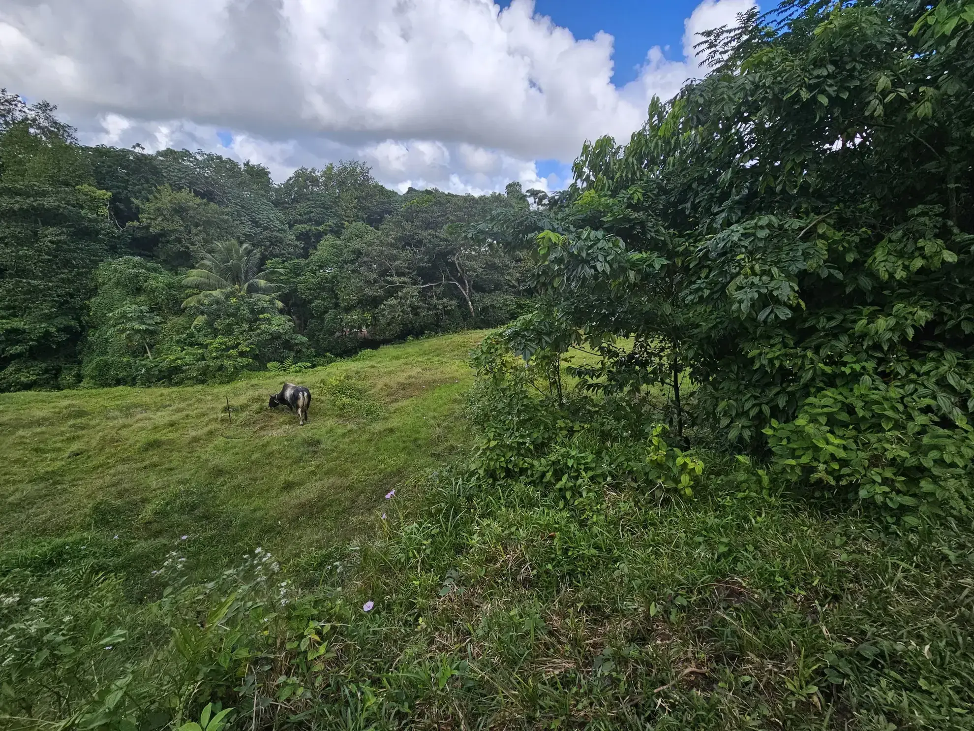 Terrain à bâtir en pente douce de 2209 m² au ROBERT à vendre 