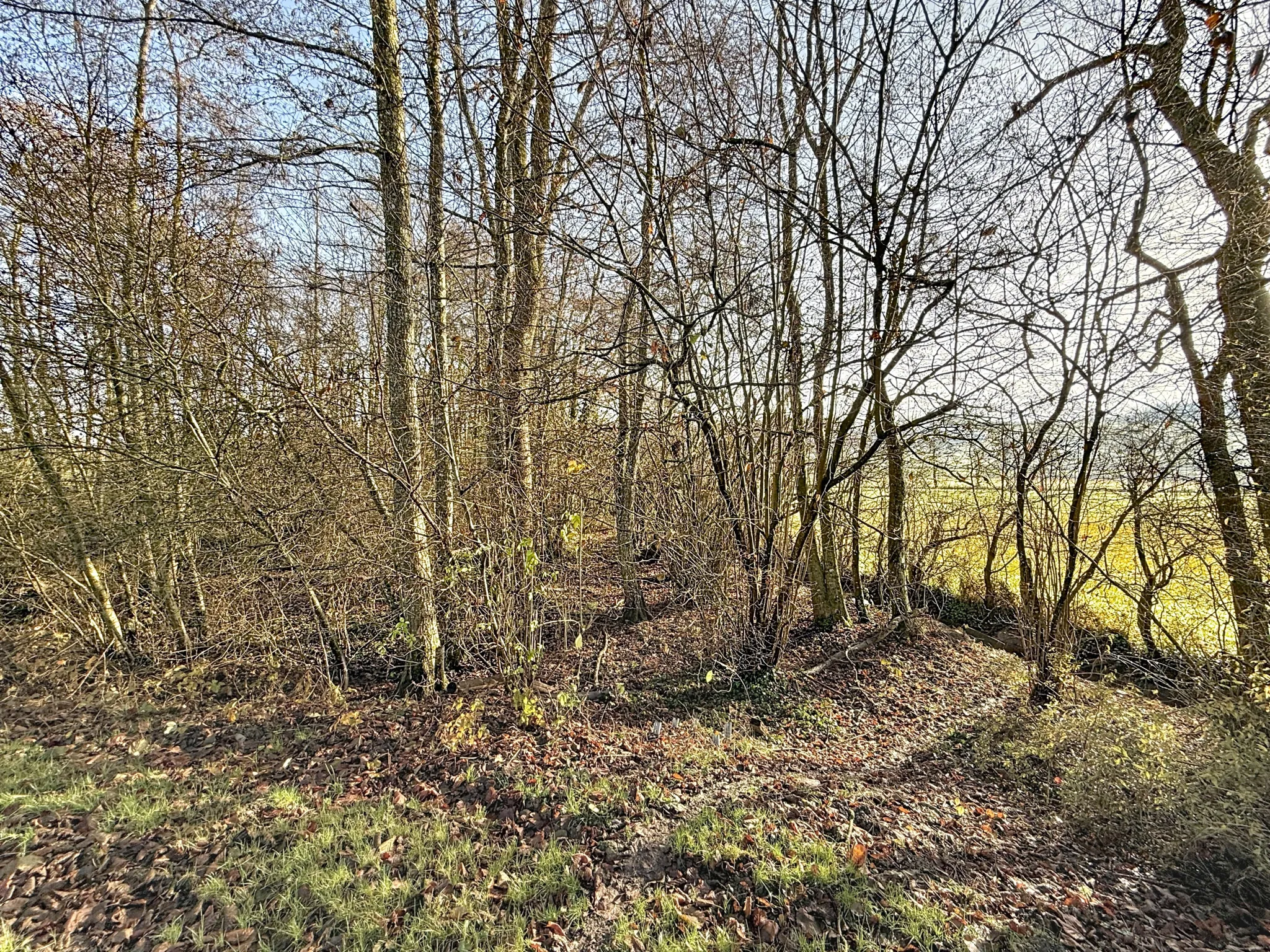 Terrain de loisir avec étang et bois privé à 7 km de Mirecourt 
