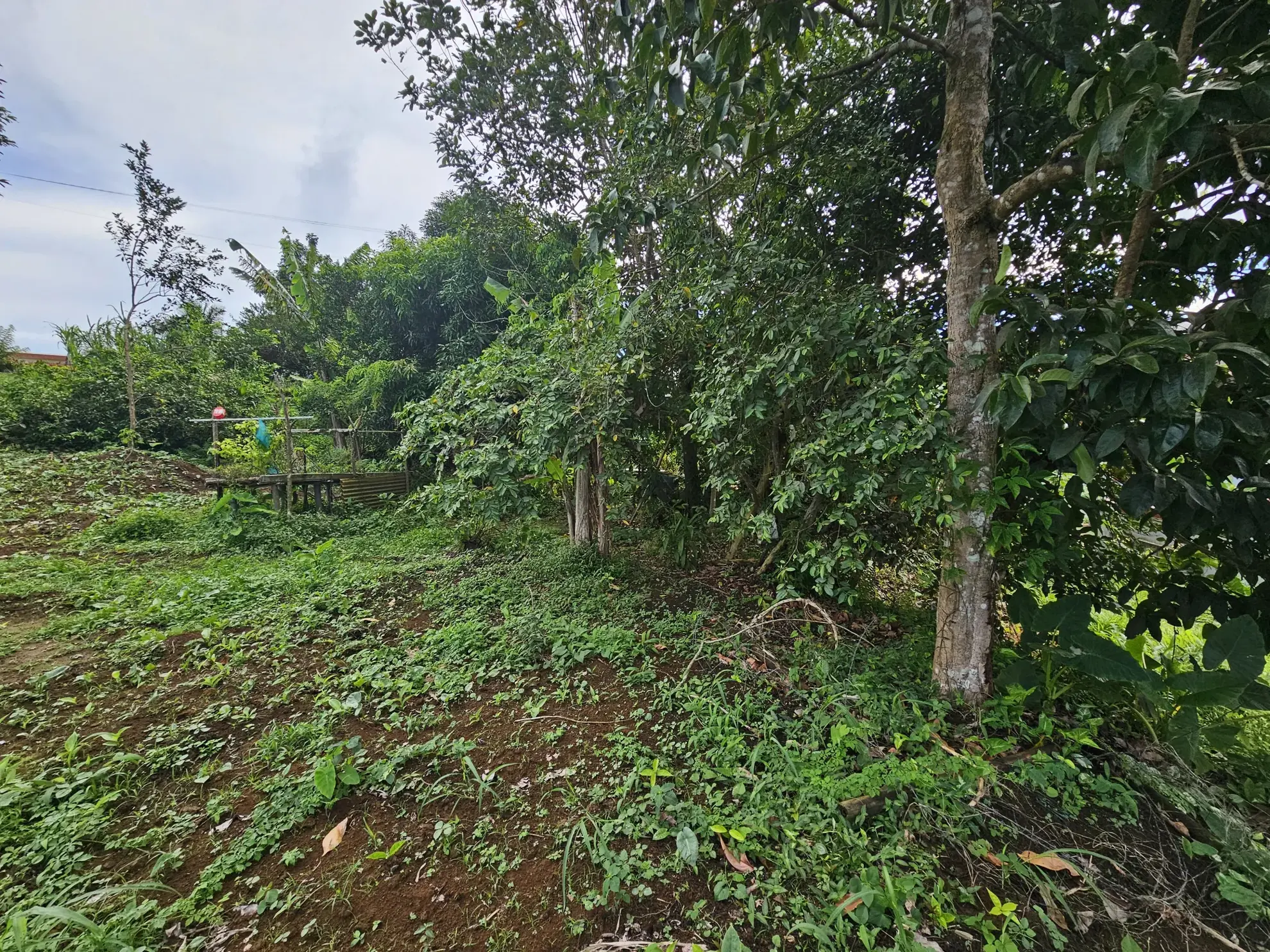 Terrain en pente douce à vendre au Morne des Esses, Sainte-Marie - 1293 m² 