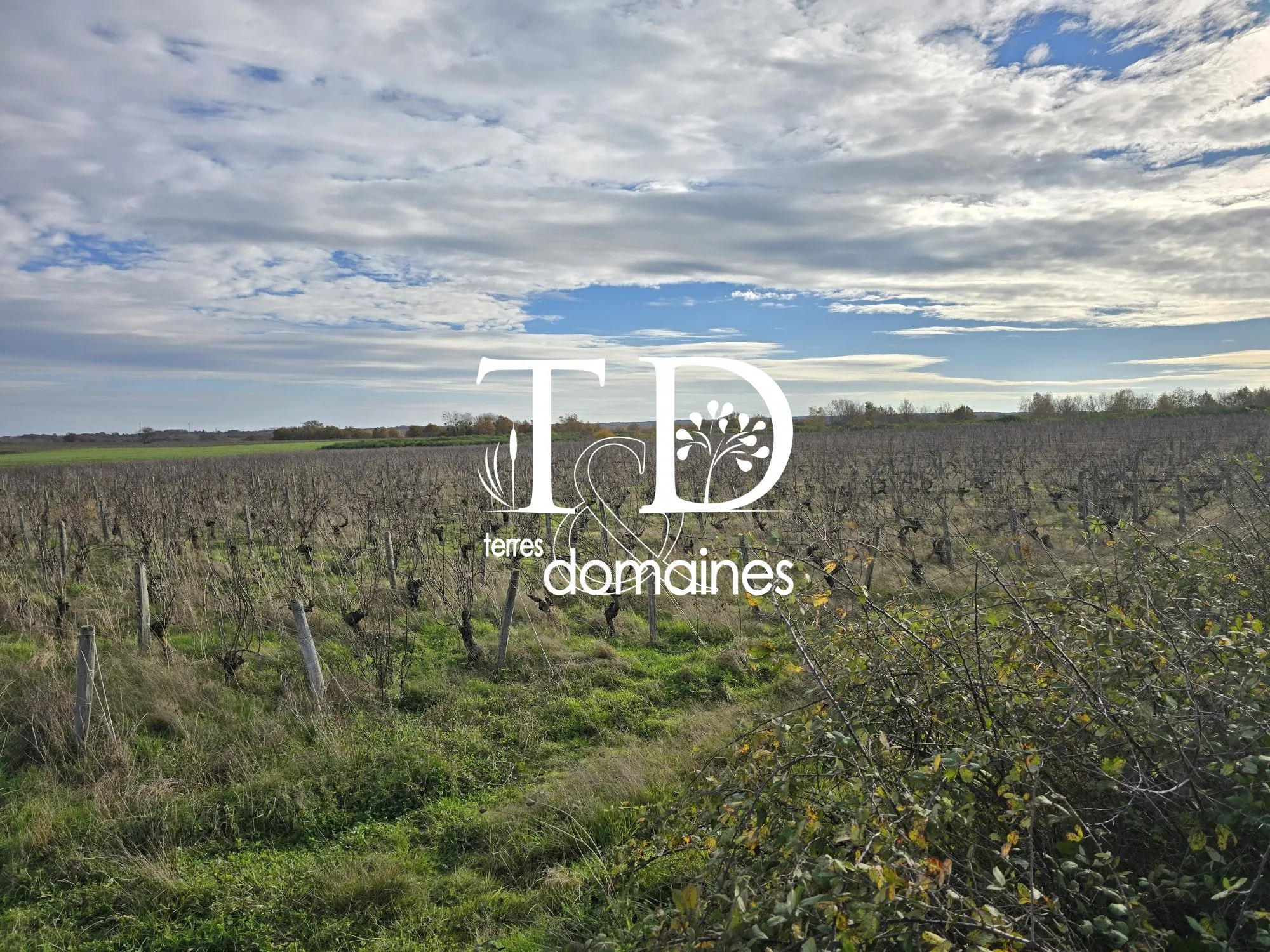Achat terrain viticole AOC Châteaumeillant de 3,19 ha en Centre-Loire