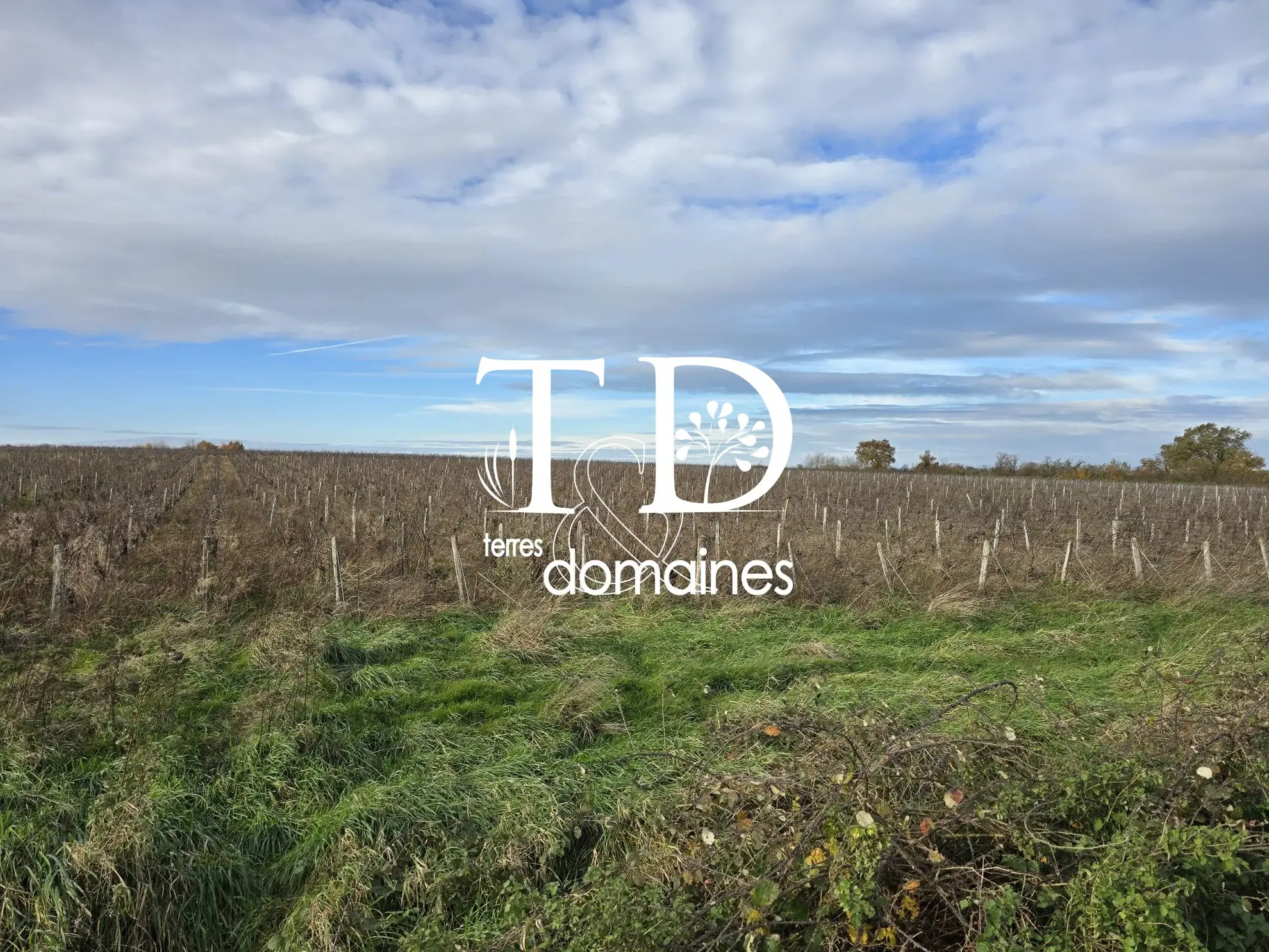 Achat terrain viticole AOC Châteaumeillant de 3,19 ha en Centre-Loire 