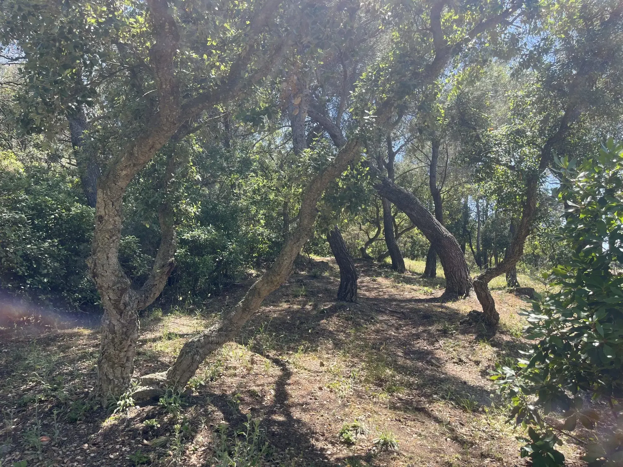 Terrain en zone naturelle forêt à vendre à Six-Fours-les-Plages 
