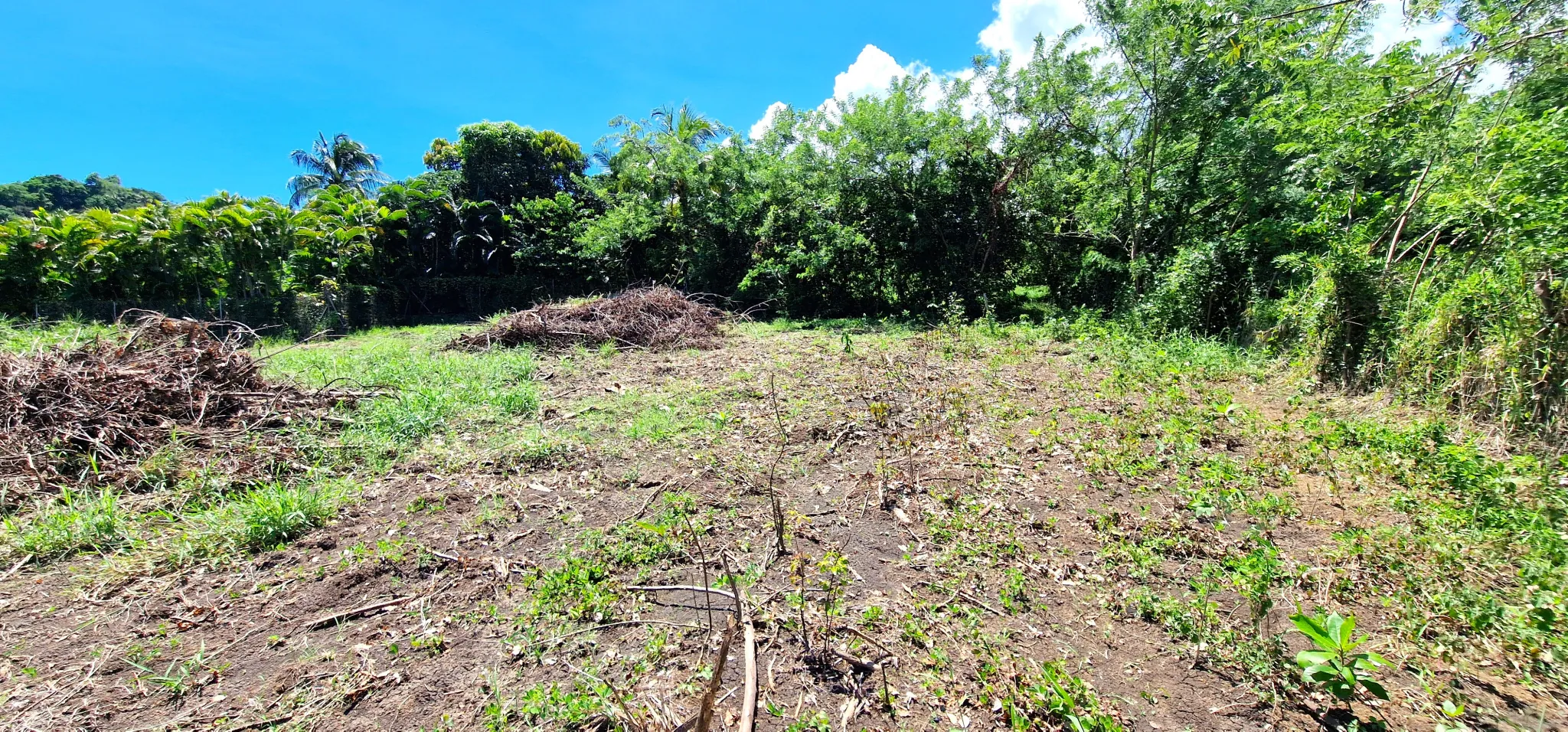 Terrain constructible de 1 100 m² au Vauclin, zone U4, idéal pour bâtir