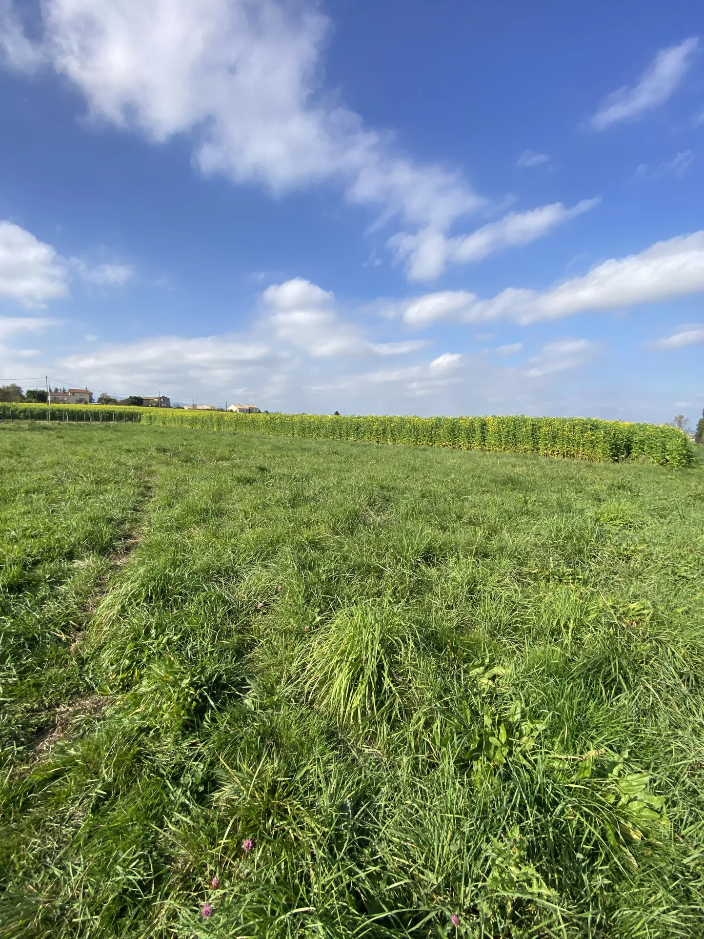 Terrain constructible plat de 987 m2 à Eclassan, Ardèche 