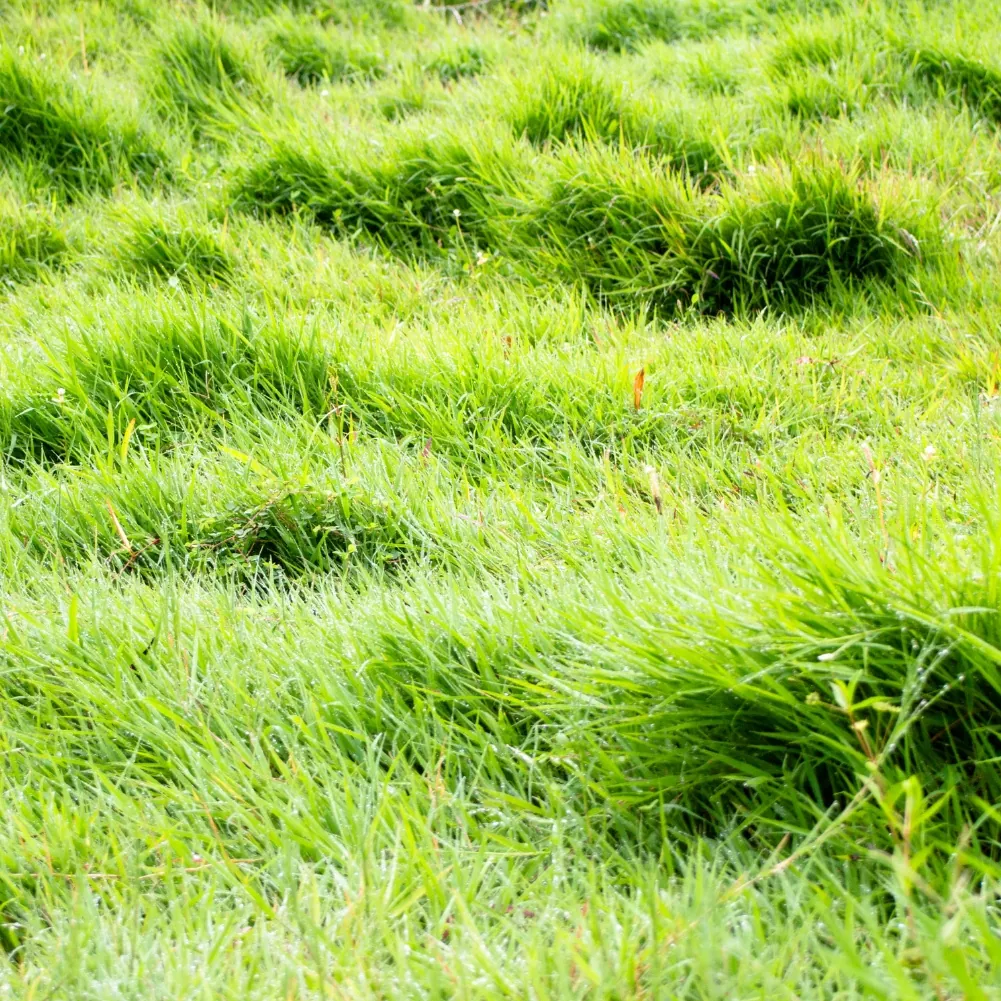 Terrain constructible de 1024 m² à Saint Georges des Groseillers, Flers