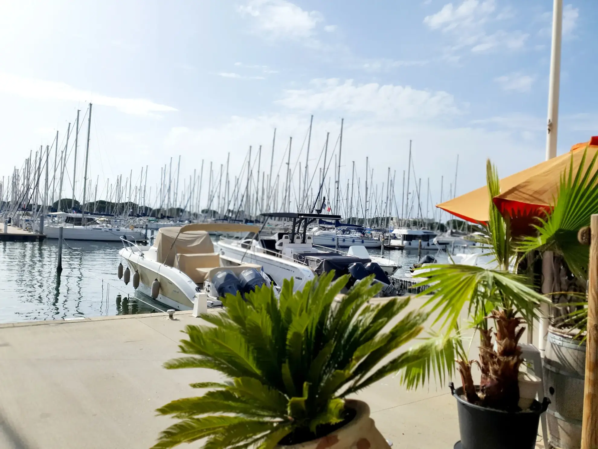 Restaurant avec vue port à Port Camargue - Opportunité commerciale à saisir 
