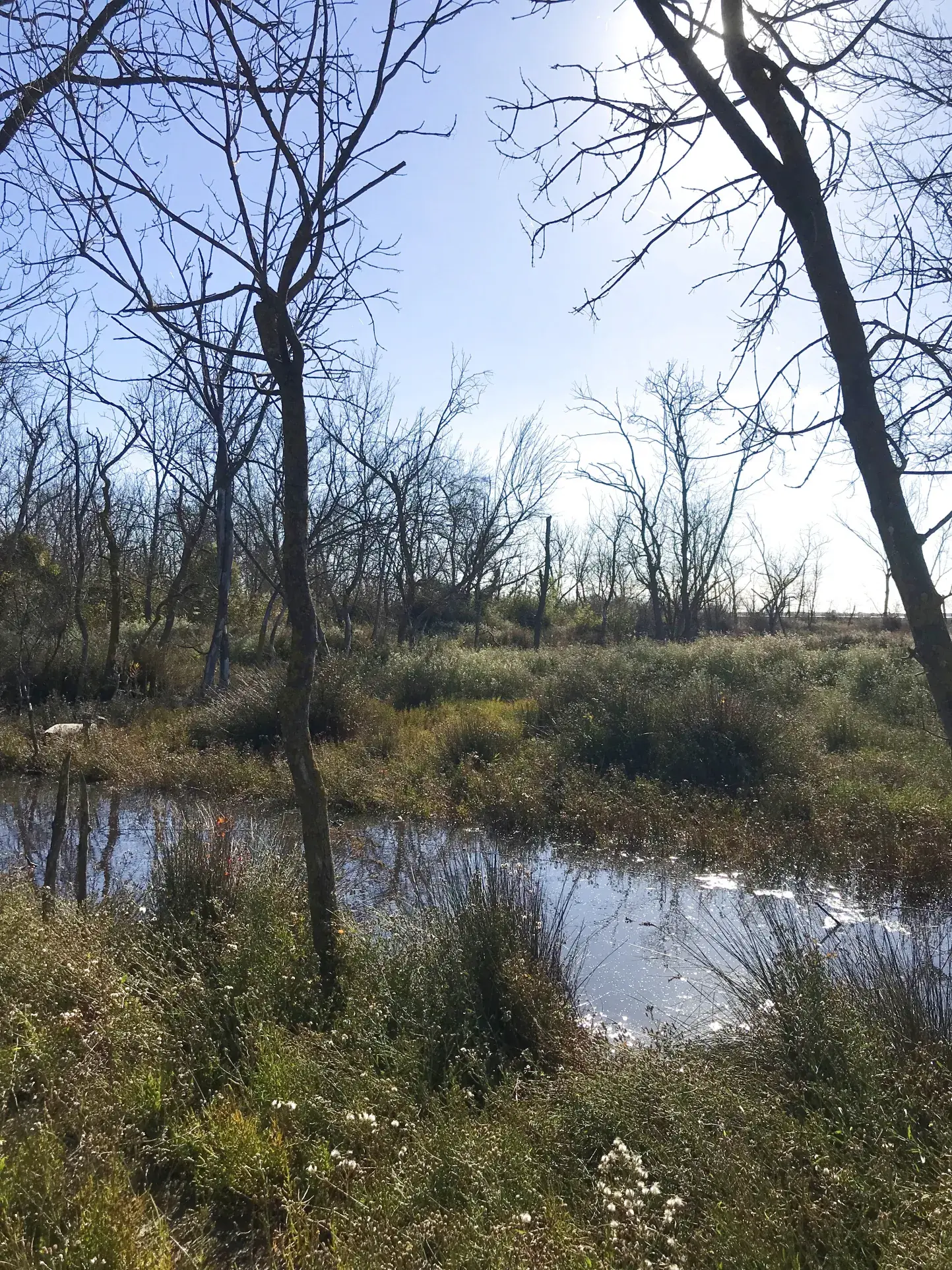 Terrain de loisir à Mauguio avec Mazet de 25 m² près de l'étang de l'Or 