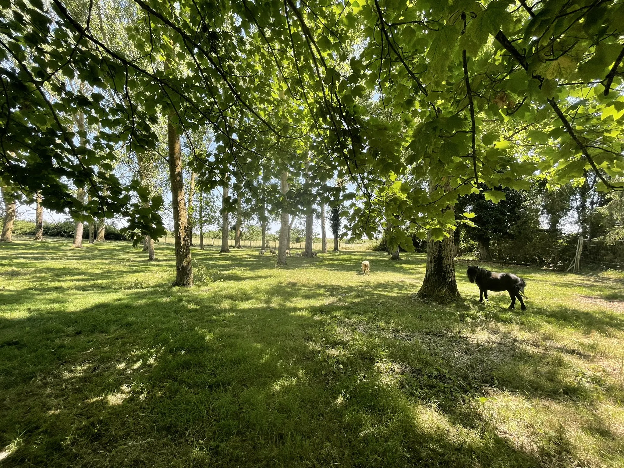 Terrain de loisir à vendre à Braye-sous-Faye avec point d'eau, idéal pour la pêche et la détente