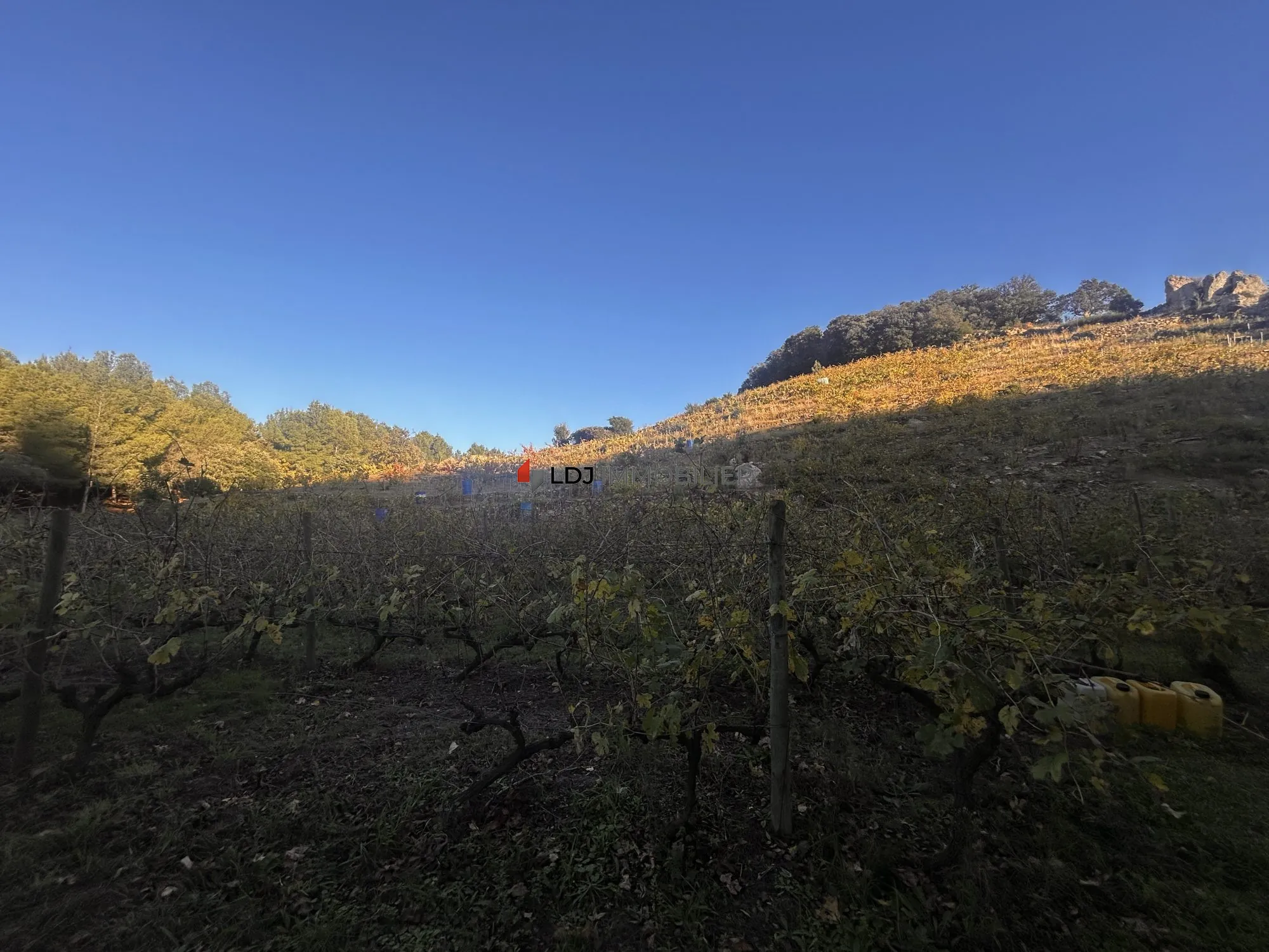 Vignoble de 2,4 ha à Collioure – Opportunité rare dans secteur prisé
