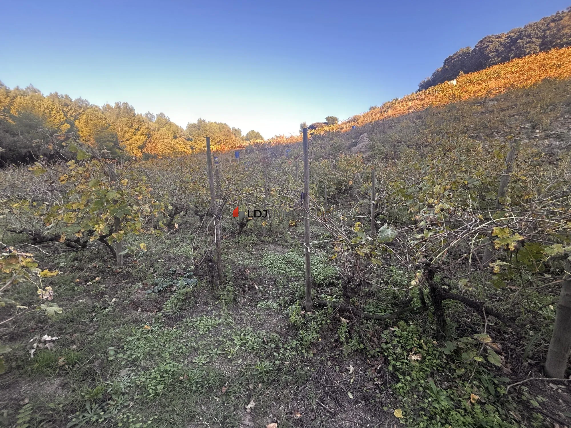 Vignoble de 2,4 ha à Collioure – Opportunité rare dans secteur prisé 