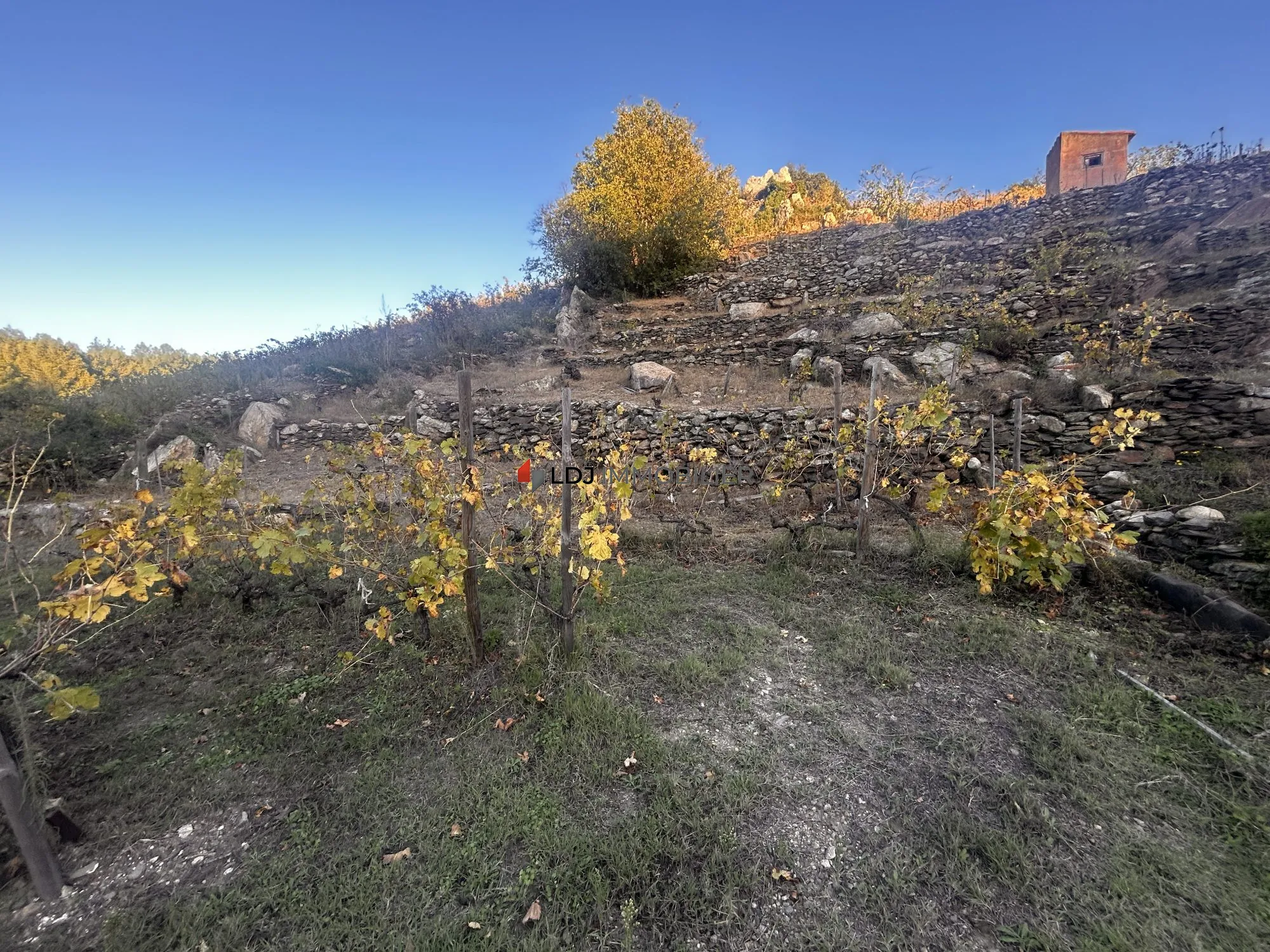 Vignoble de 2,4 ha à Collioure – Opportunité rare dans secteur prisé 