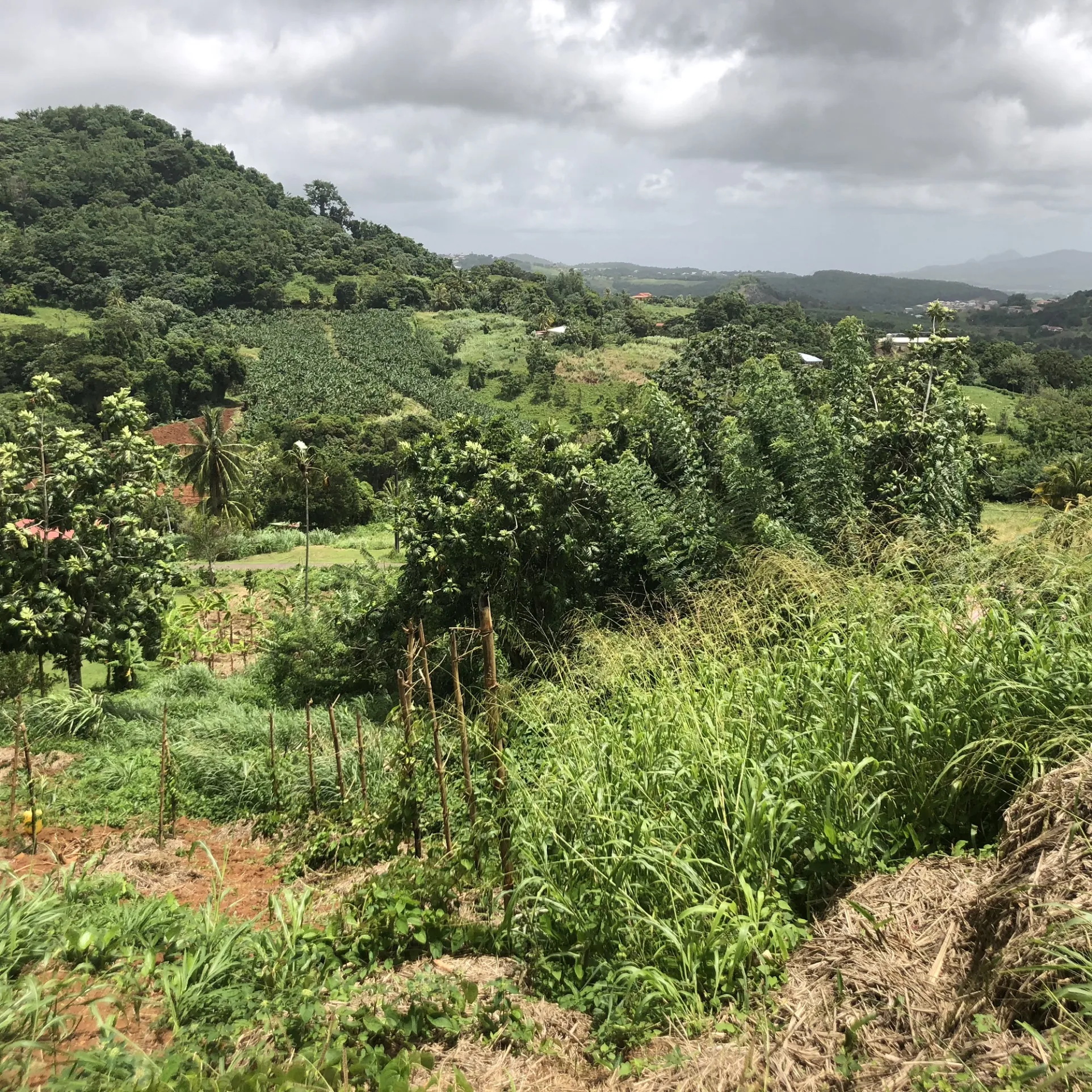 Terrain constructible de 709 m2 au FRANCOIS, idéal résidence ou investissement 