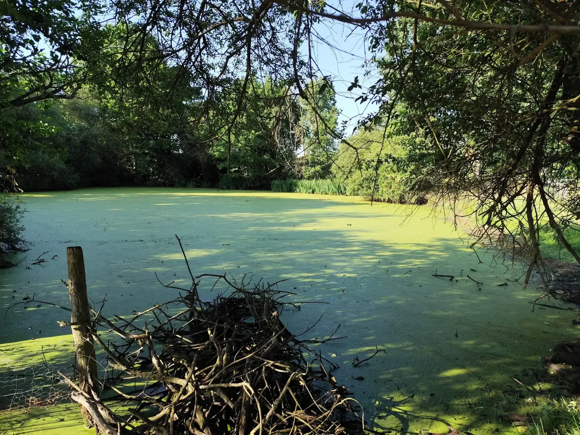 Maison à la campagne de 71 m² avec terrain de 84 588 m² à Maresche 