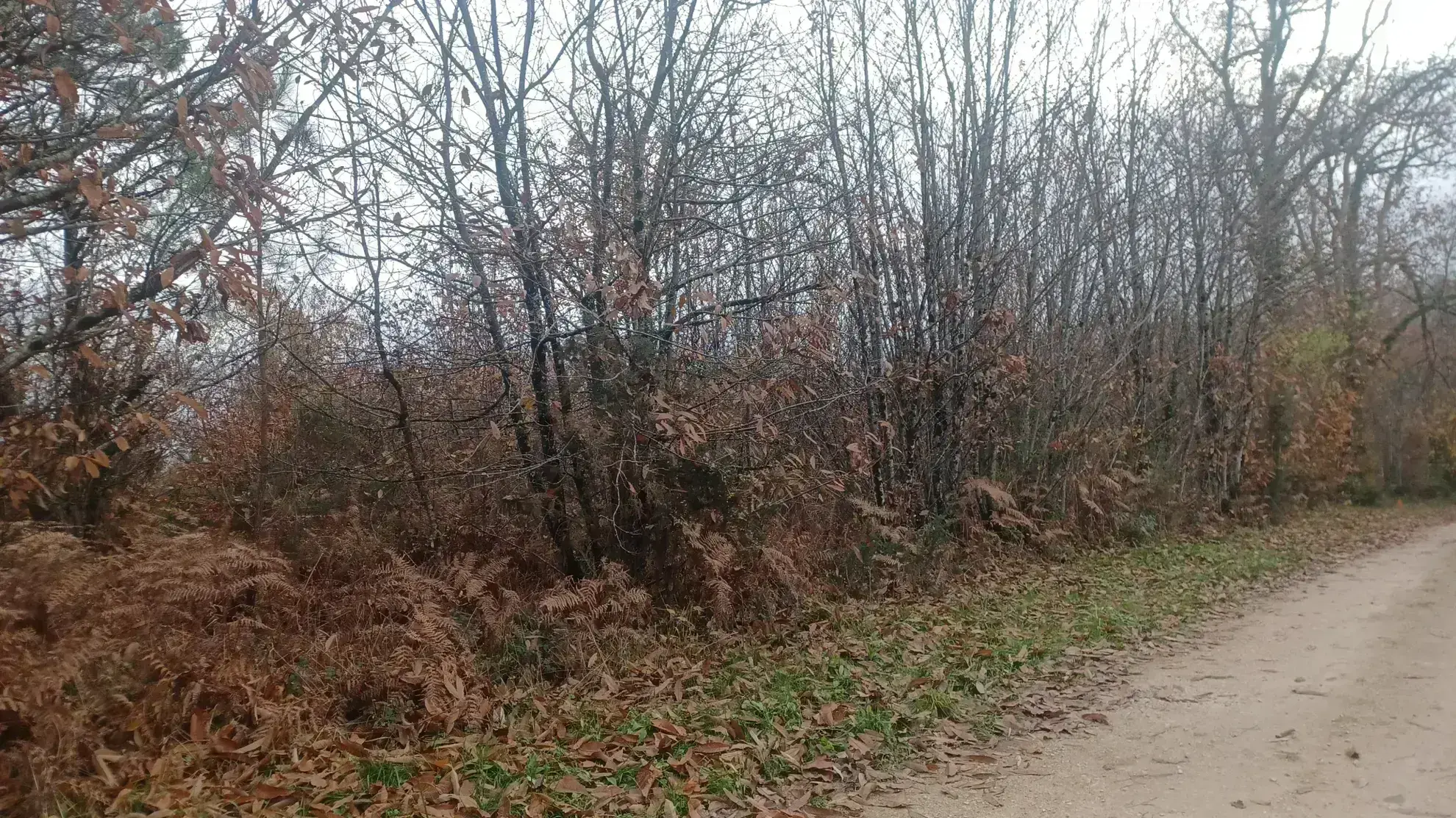 Terrains à bâtir à Meyrals - Parcelles boisé ou non avec services 