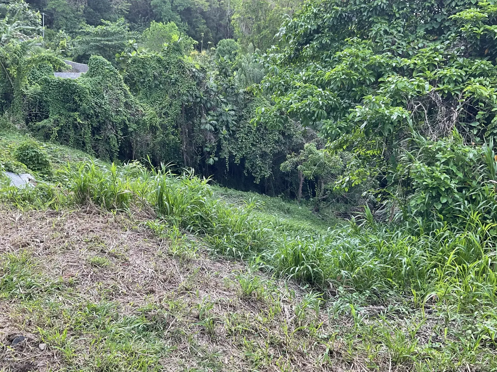 Terrain constructible de 999 m² à Le François avec vue mer 