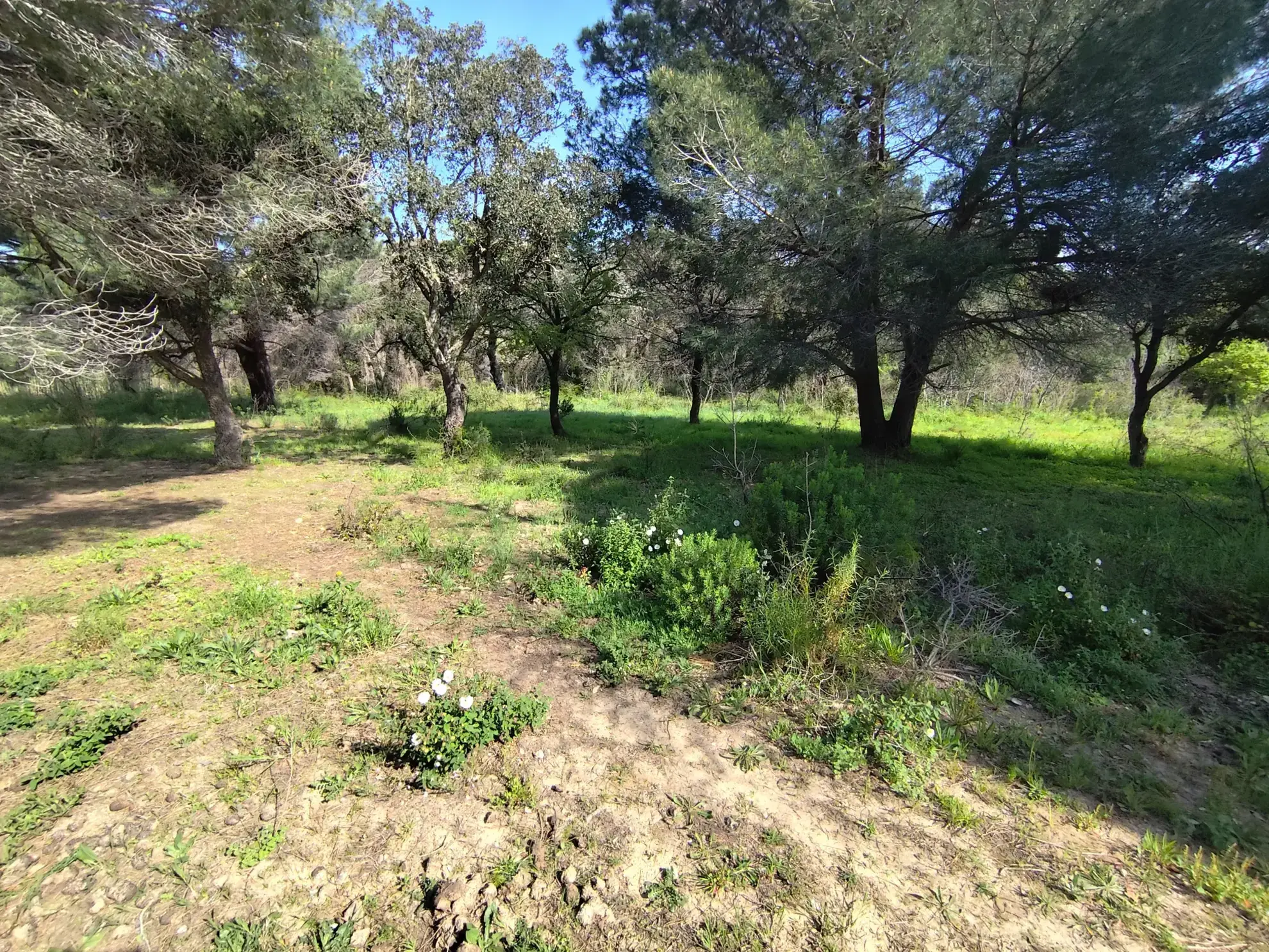 Terrain agricole de 7855 m² à Argelès-sur-Mer - Place au plein air et à la nature 