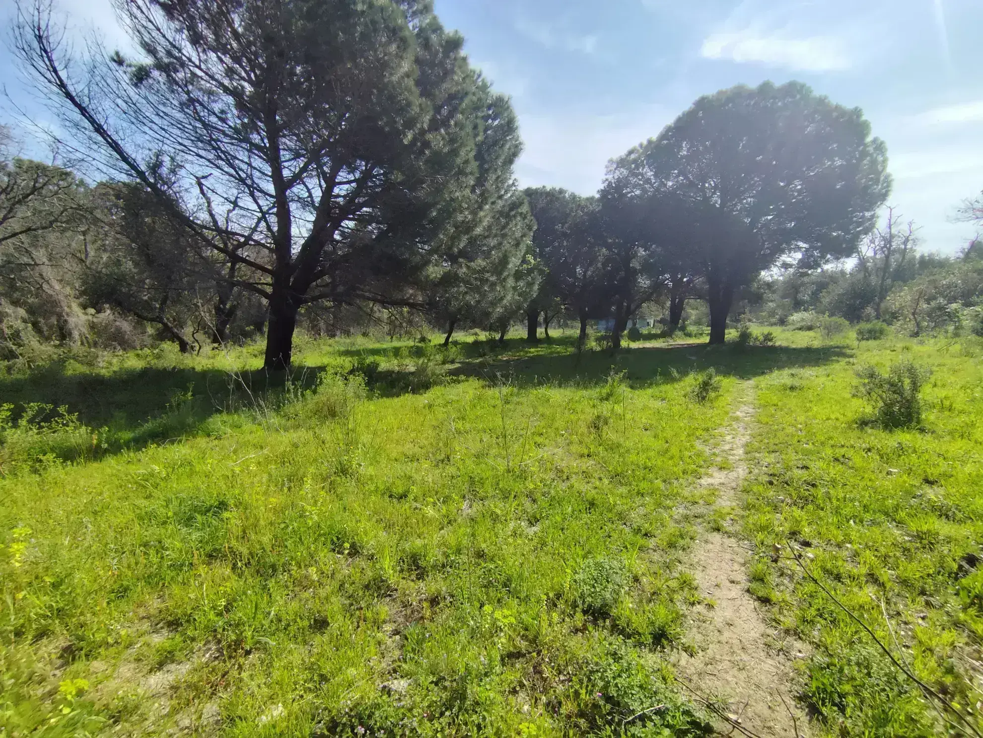 Terrain agricole de 7855 m² à Argelès-sur-Mer - Place au plein air et à la nature 
