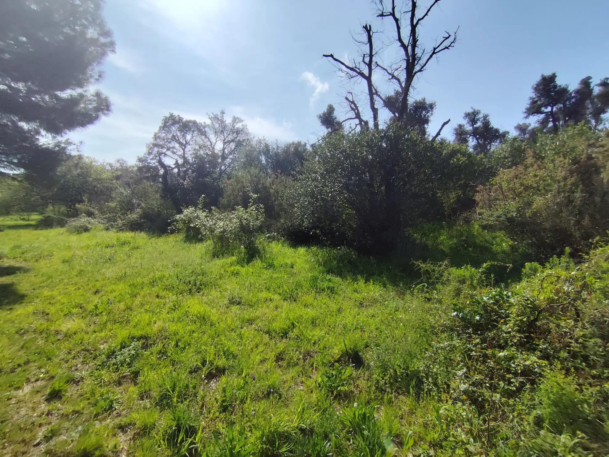 Terrain agricole de 7855 m² à Argelès-sur-Mer - Place au plein air et à la nature 