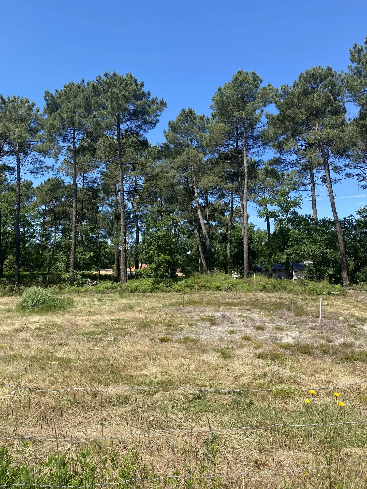 Terrain constructible plat avec vue sur les pins à Martignas-sur-Jalle, proximité Bordeaux