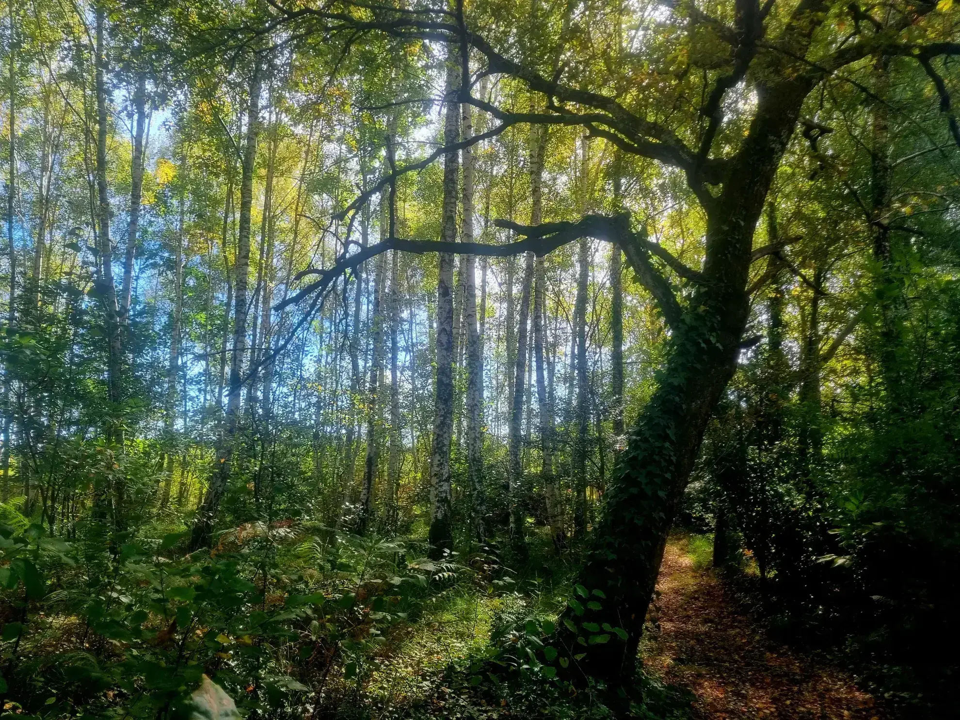 Maison en pierre à Bazas avec grand jardin et environnement naturel 