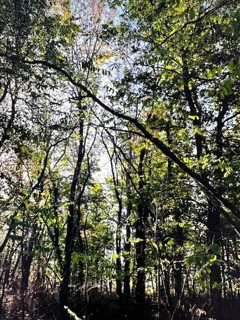 Parcelle boisée en vente à Avrilly - Terrain forestier de 79 305 m² en France 