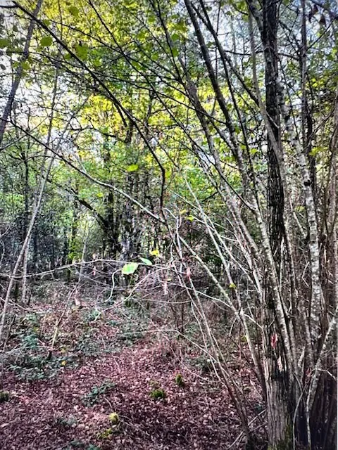 Parcelle boisée en vente à Avrilly - Terrain forestier de 79 305 m² en France 