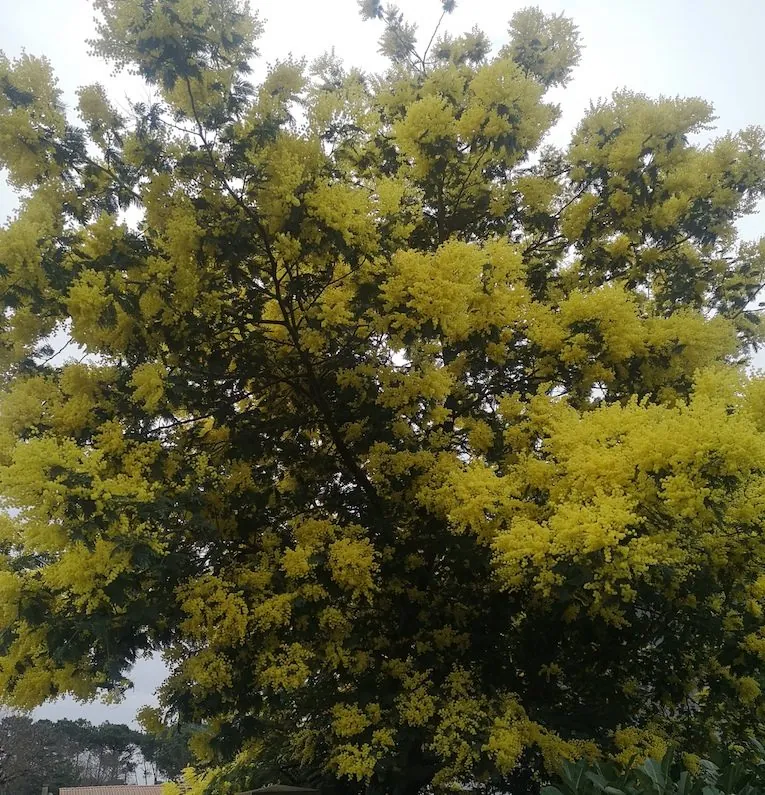 Appartement T2 lumineux à Taussat les Bains, proche plage et commerces 