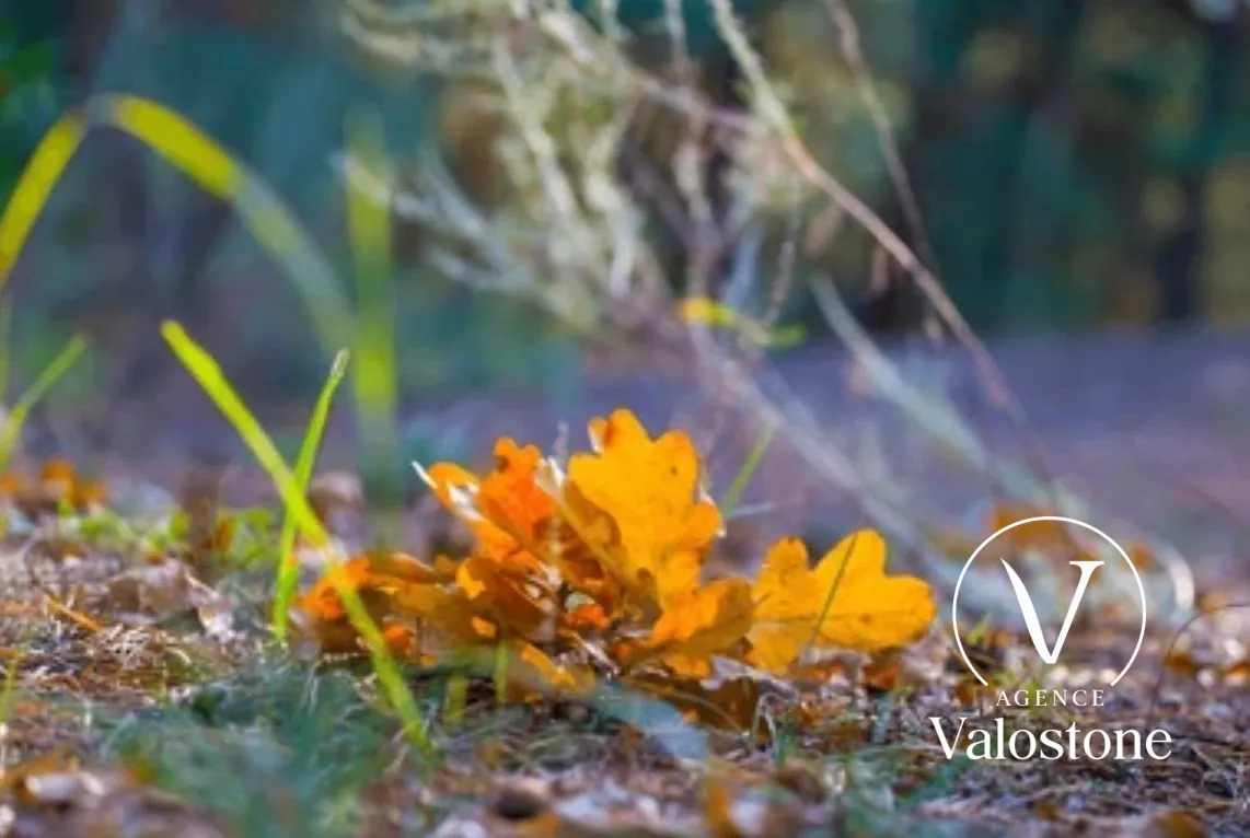 Terrain à vendre à Geaune (Landes) - 1,13 ha de prairie et taillis