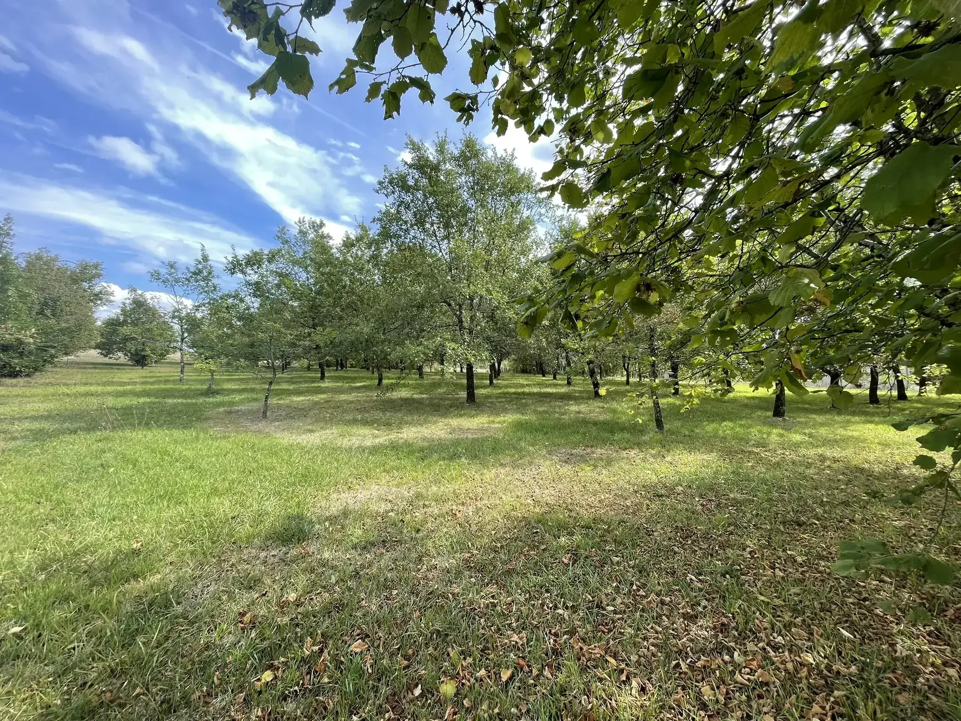 Terrain constructible arboré de 4 166 m² à La Puye - Idéal pour construire 