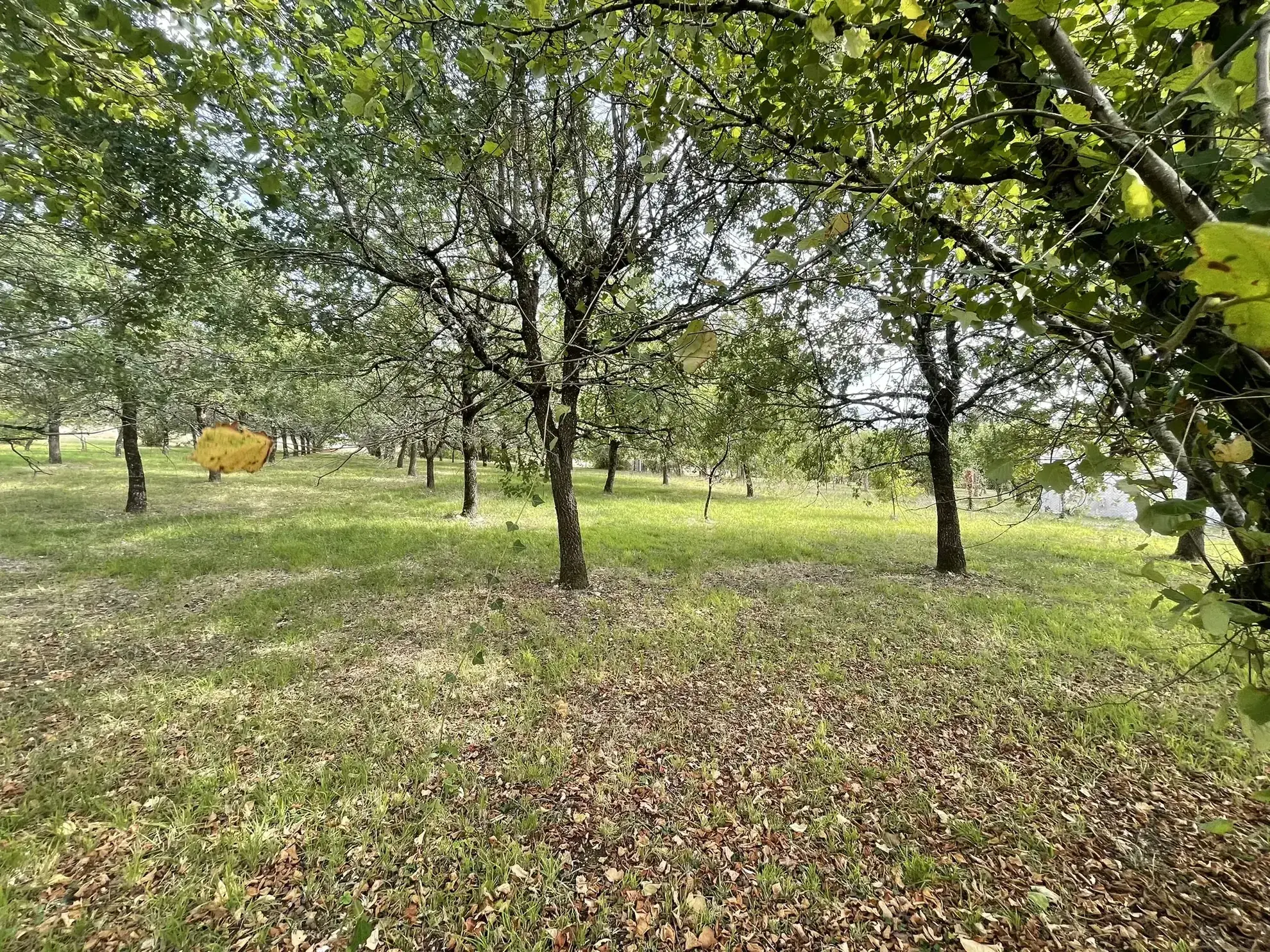 Terrain constructible arboré de 4 166 m² à La Puye - Idéal pour construire 