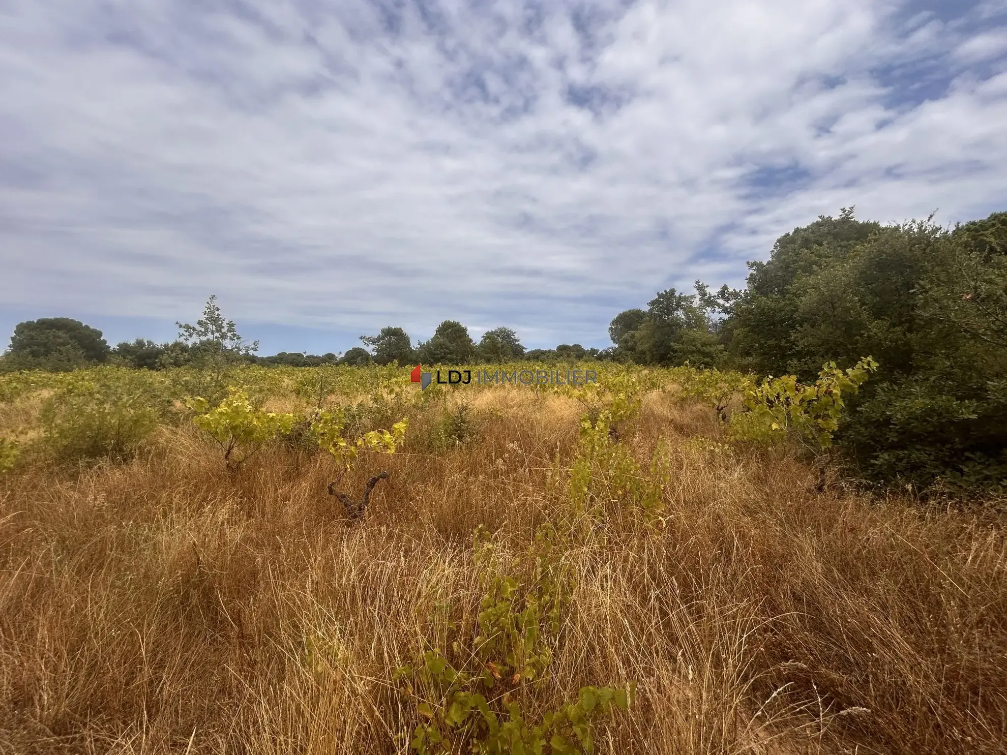 Terrain agricole avec vigne en friche prêt à réhabiliter près de Saint-Génis-des-Fontaines 