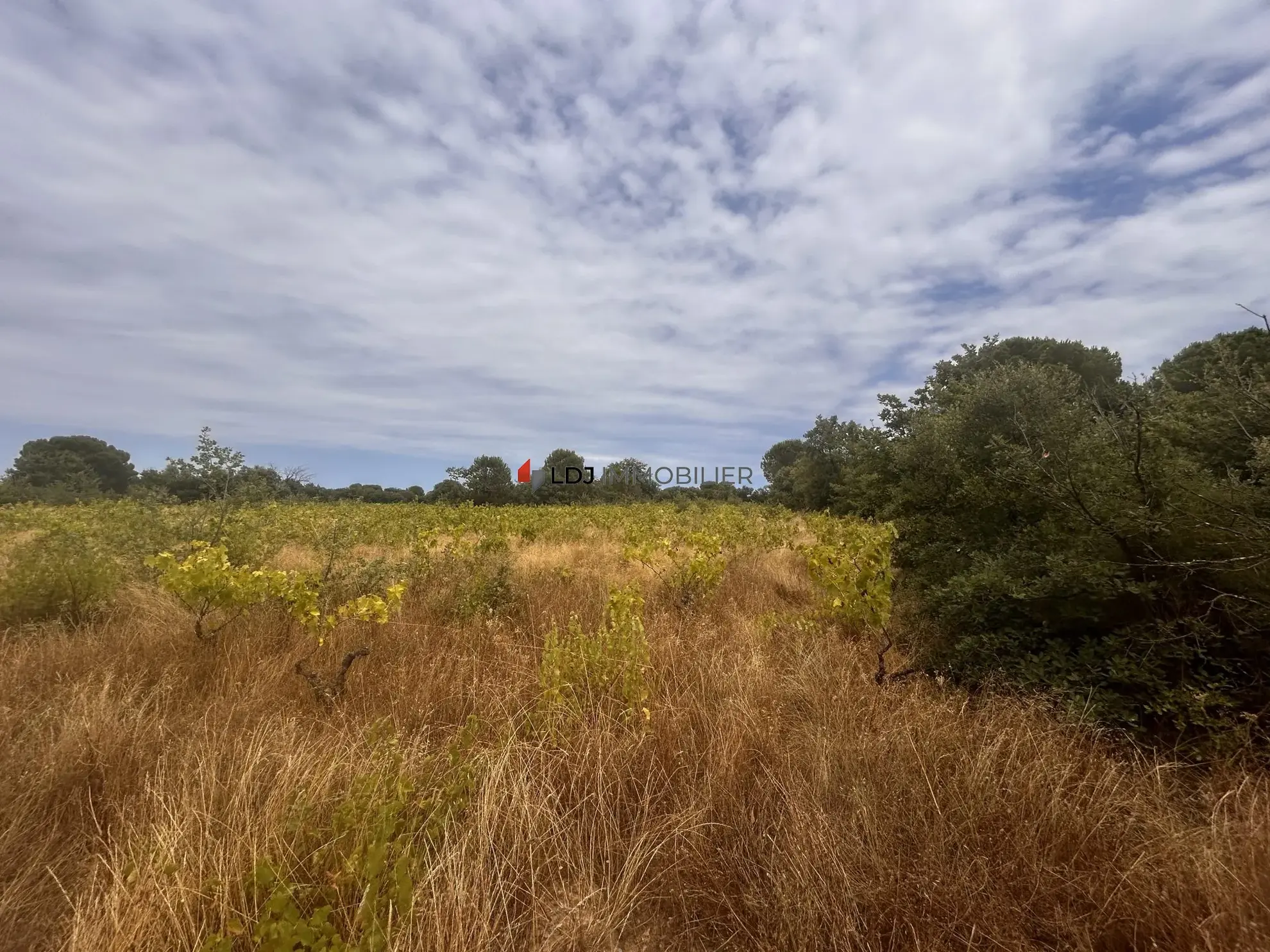 Terrain agricole avec vigne en friche prêt à réhabiliter près de Saint-Génis-des-Fontaines 
