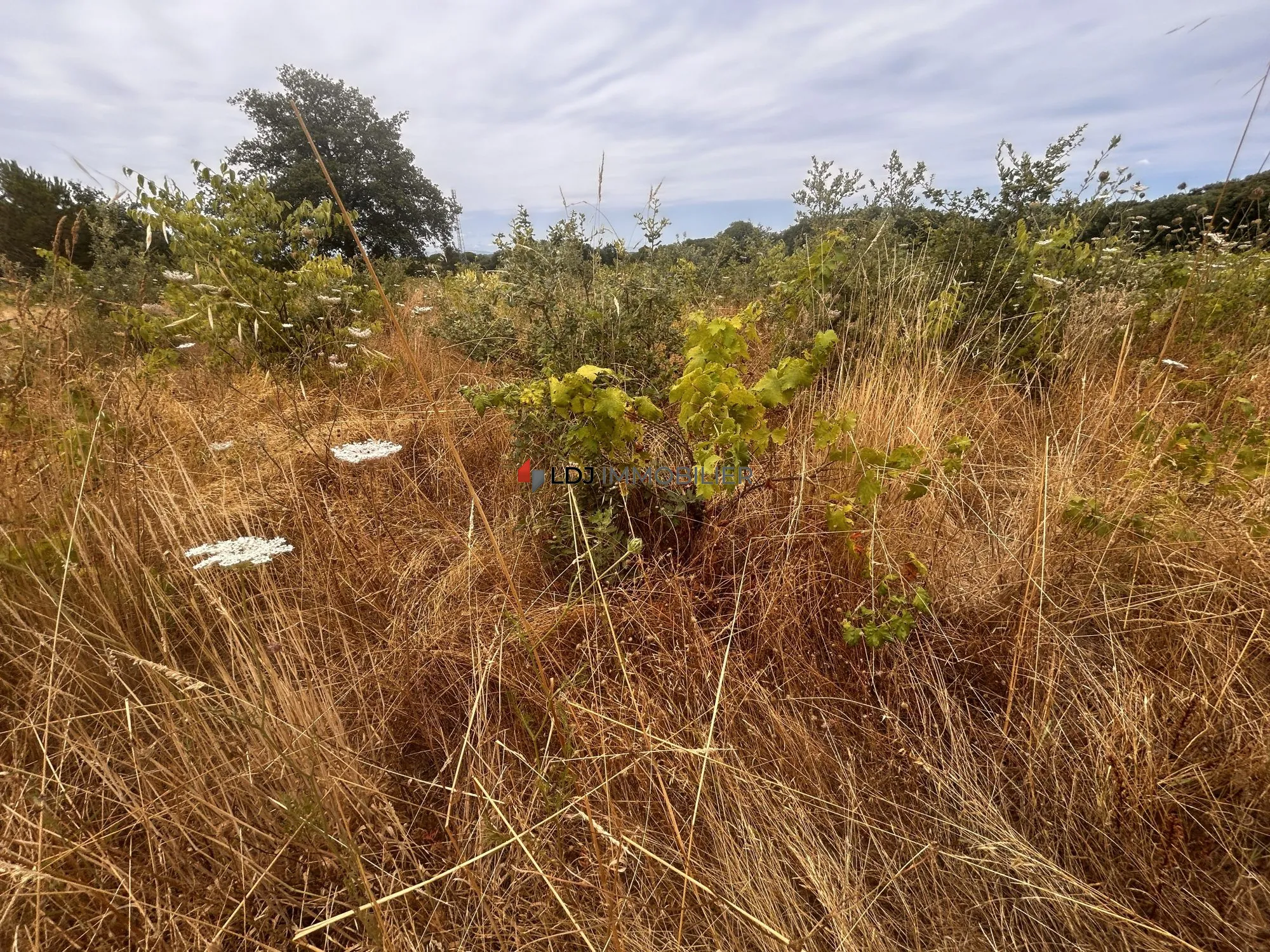 Terrain agricole avec vigne en friche prêt à réhabiliter près de Saint-Génis-des-Fontaines
