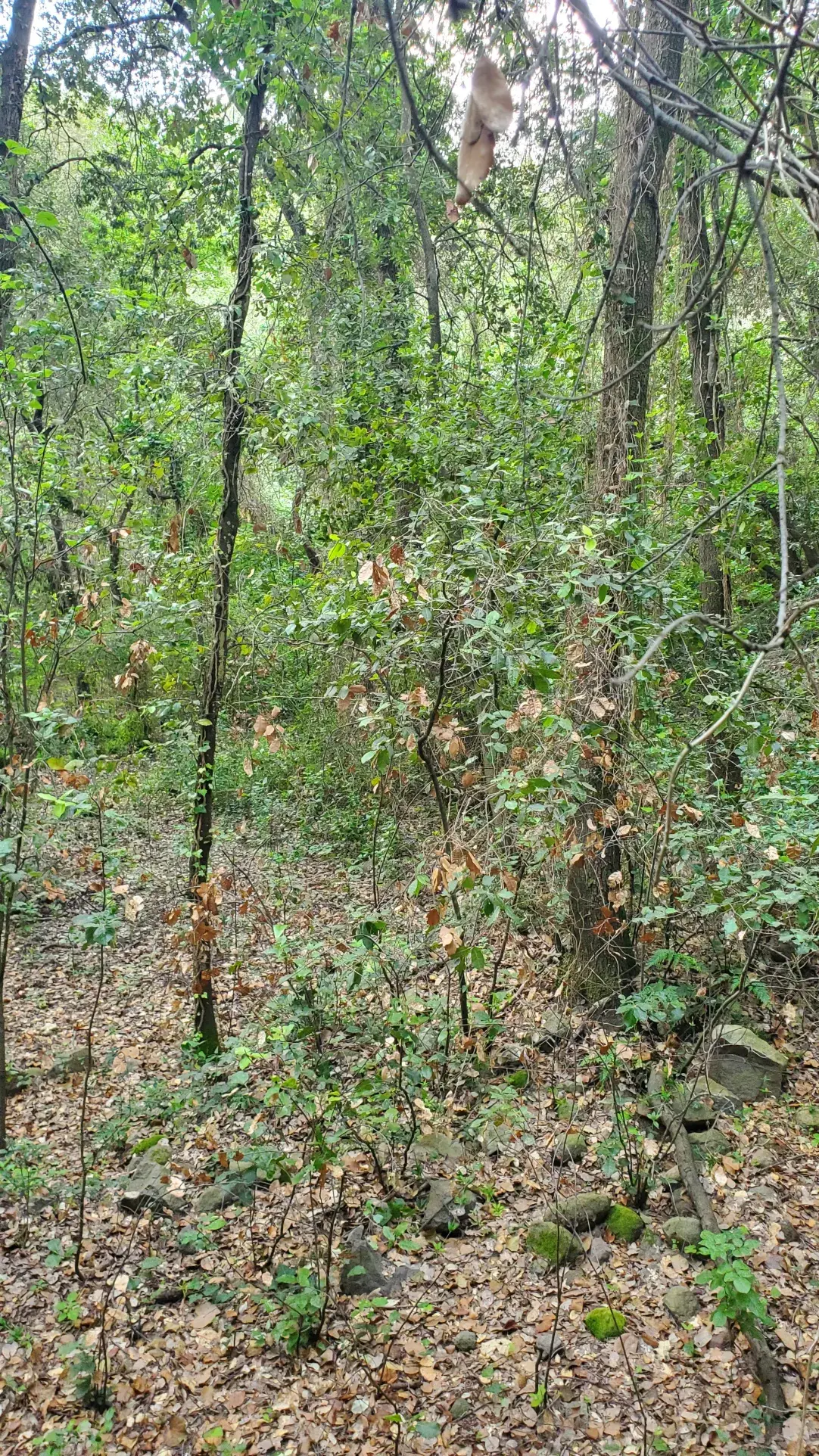 Terrain boisé protégé de 4390m² à Roquefort-les-Pins – Idéal investissement 