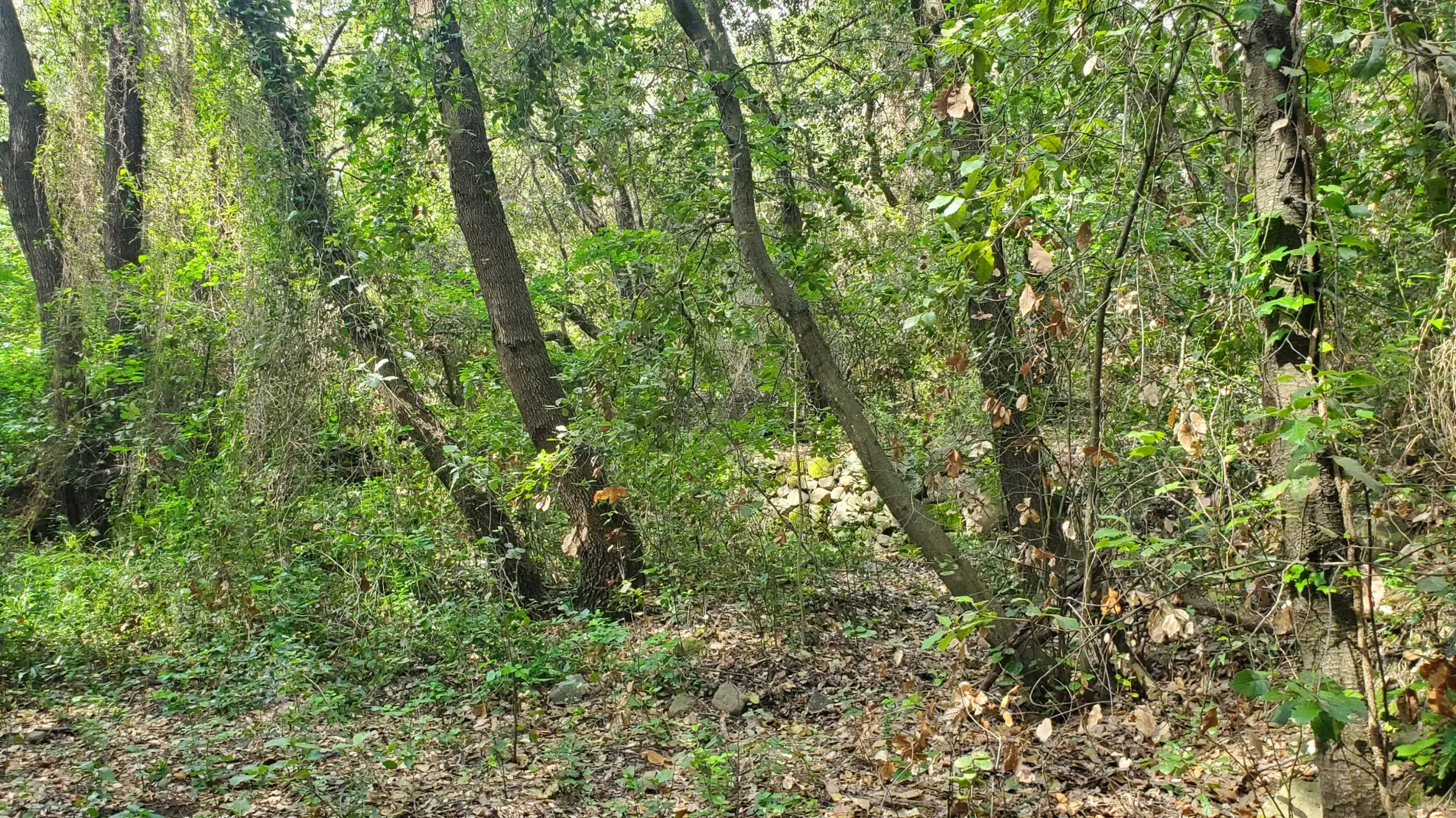 Terrain boisé protégé de 4390m² à Roquefort-les-Pins – Idéal investissement 