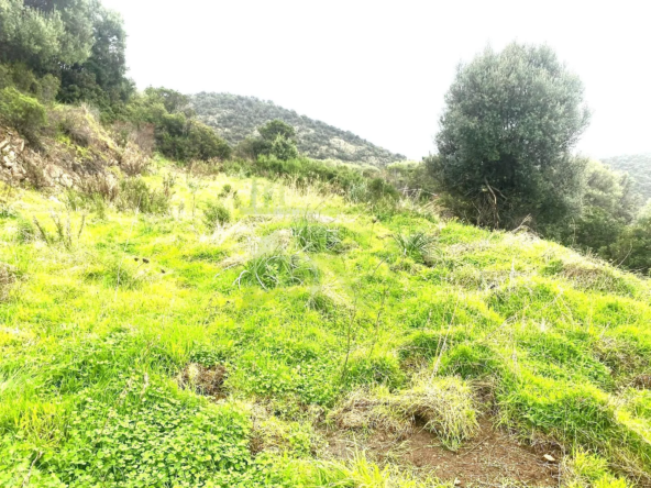 Terrain constructible de 2 134 m² à Osani, cadre naturel exceptionnel en Corse