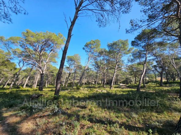 Terrain à vendre dans le parc régional des Alpilles de 1,5ha arboré