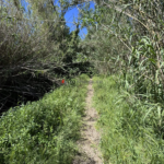 Parcelle de terrain non constructible de 2926 m² entre Perpignan et Canet
